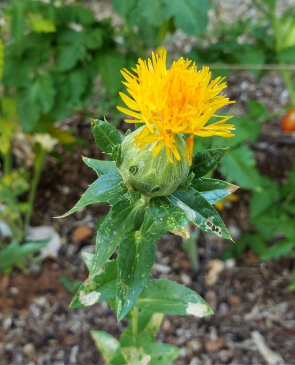 红花│特殊花材│每日识花│第70天 红花(菊科 ) 红花是口红,燃料的