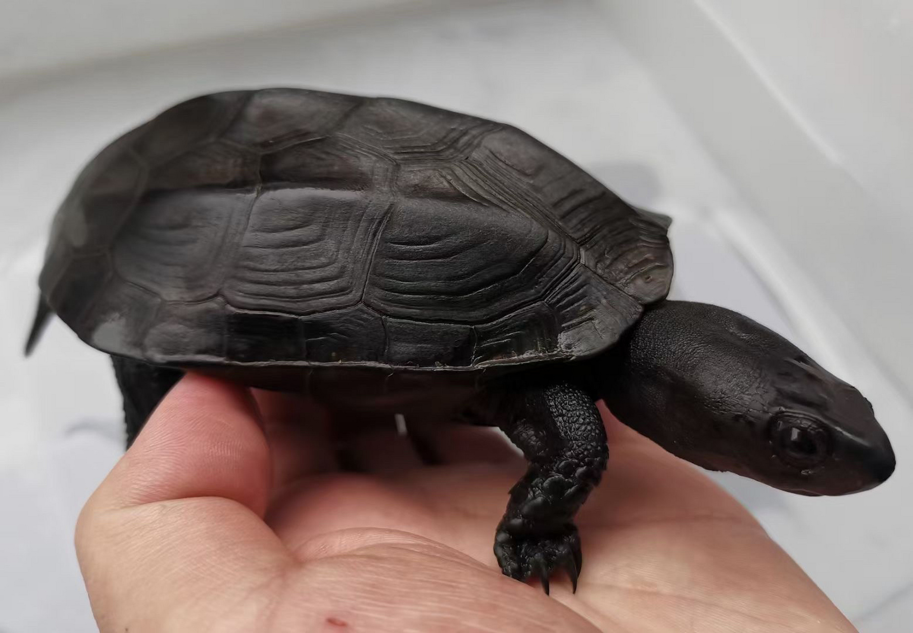 镇宅墨龟,辟邪首选! 顶级无锈24k刀刻满纹纯炭墨,密纹路小掌墨,绝品.