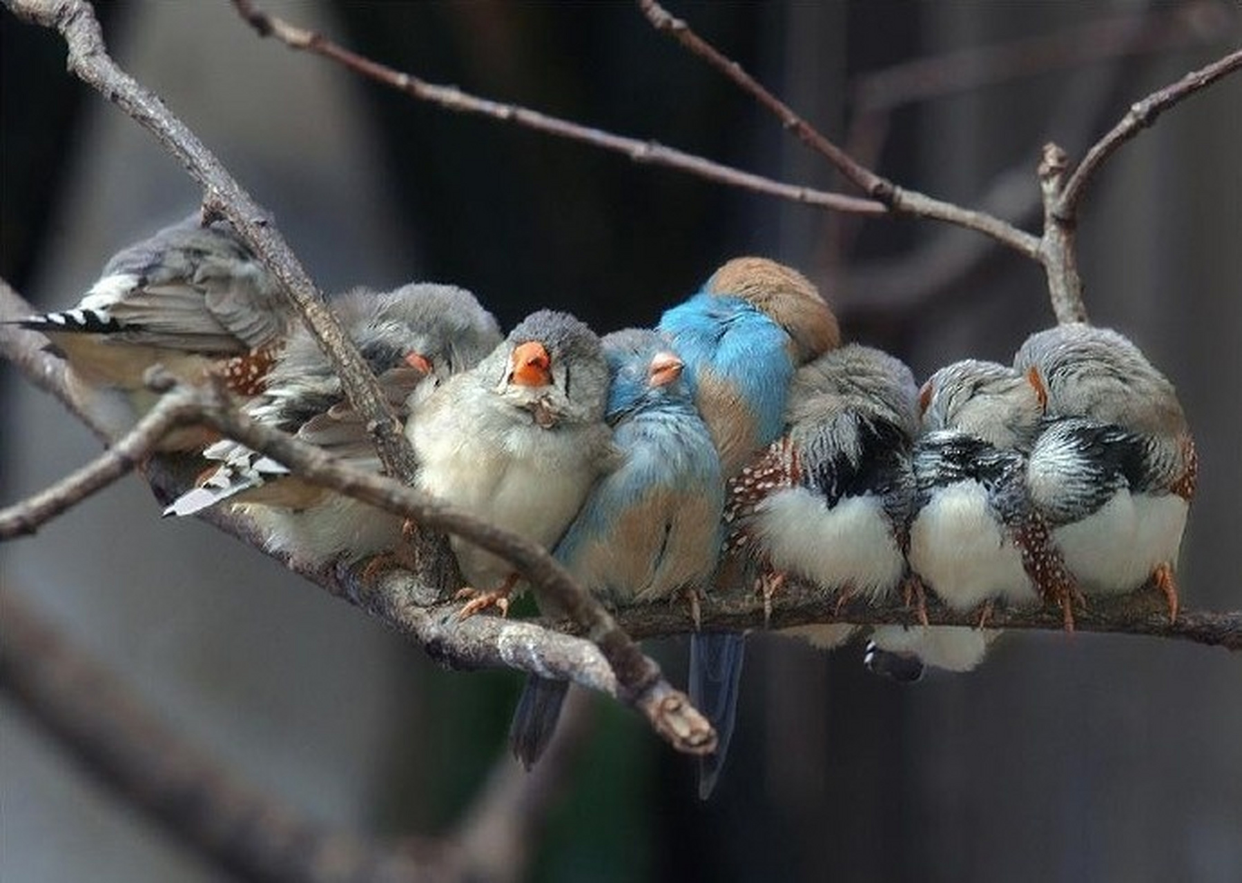 一群肥啾打盹中.