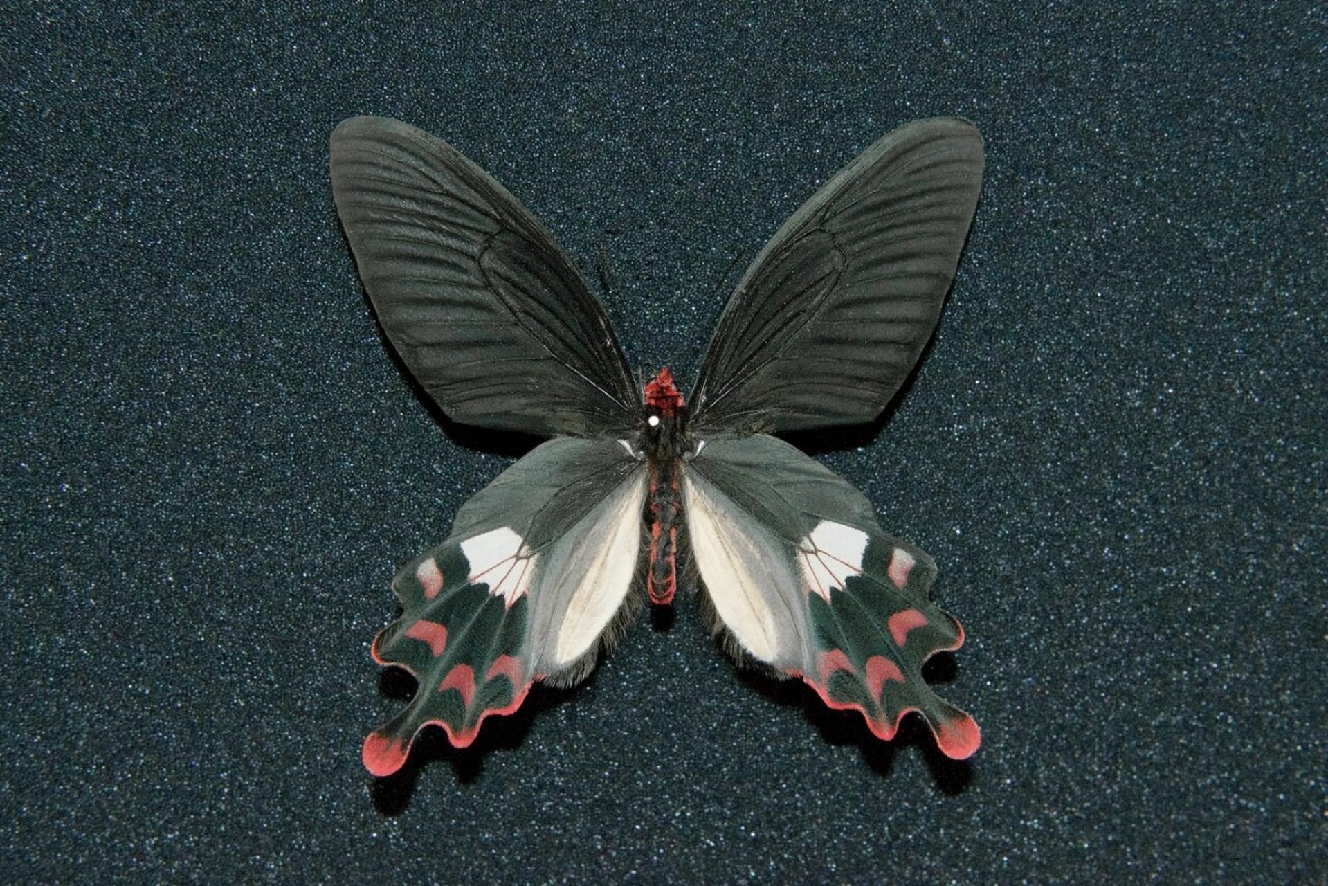 【apatura的标本收藏——彩裙麝凤蝶】 曾与纨绔麝凤蝶是国内的两种神