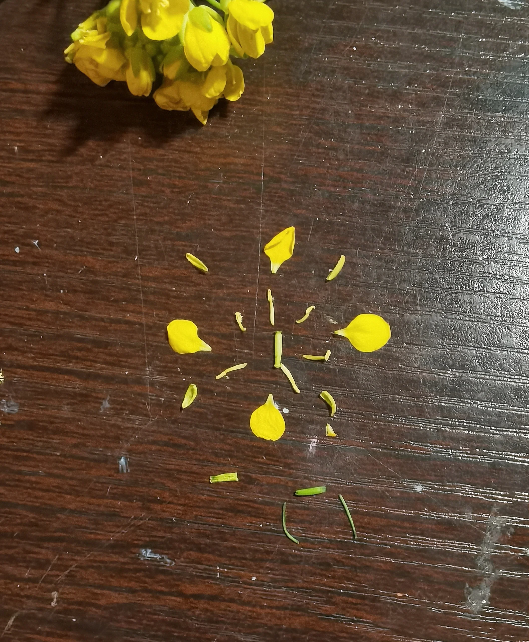 油菜花的形状雌蕊图片