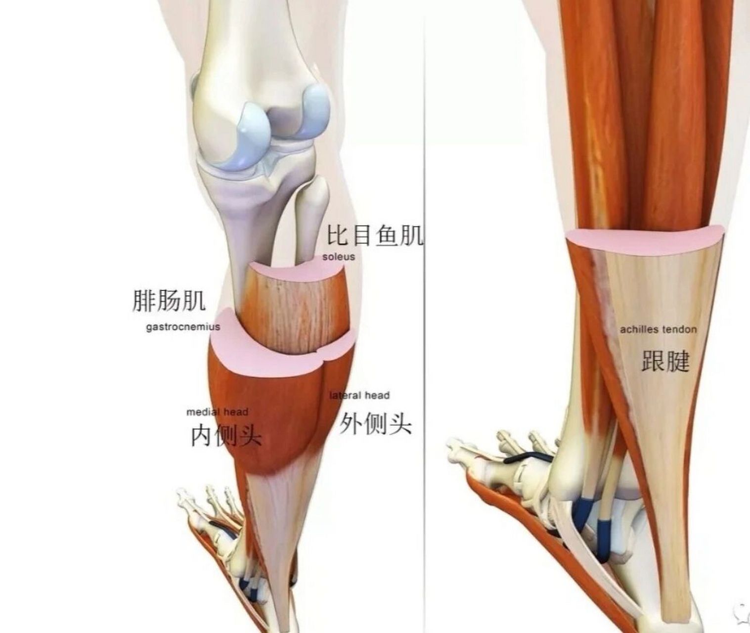 比目鱼肌作用图片