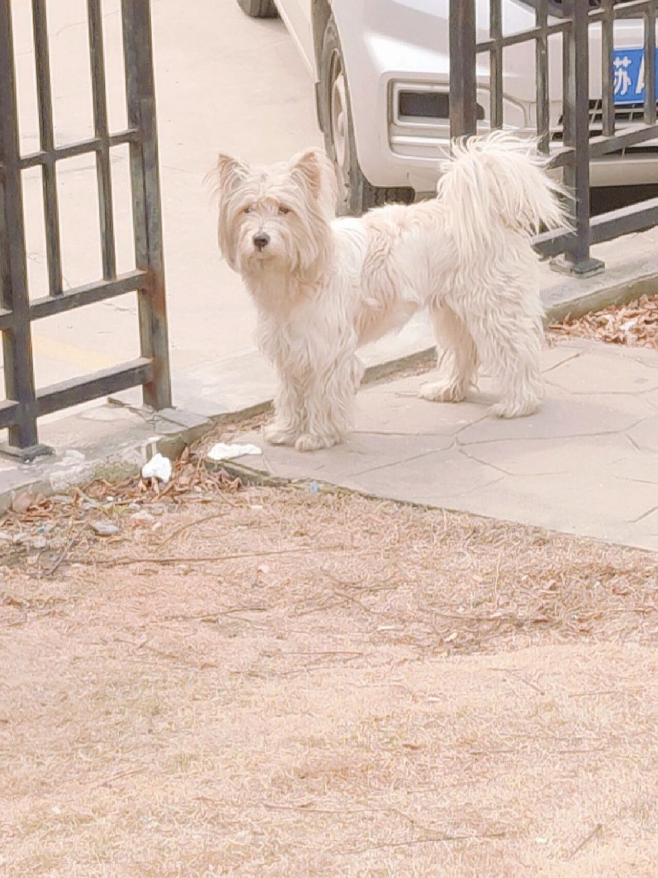 吃垃圾,不知何时才能绑架 这几天发现的在汽修店附近流浪的西高地串串