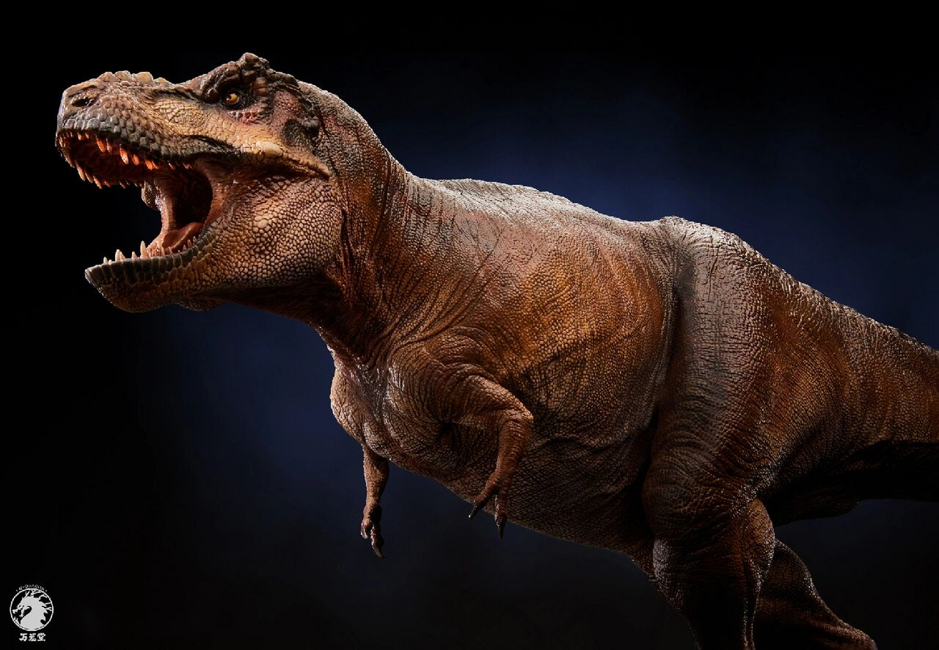 万茏堂科学复原霸王龙| 本人作品 本人拍摄万茏堂的新产品,设计师结合