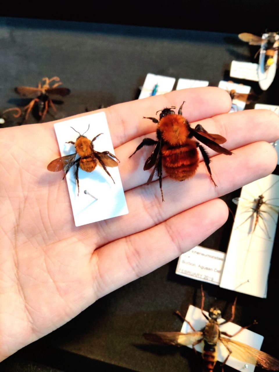 户外徒步# #大小差##反差萌##熊蜂# #胖子蜂##大熊蜂