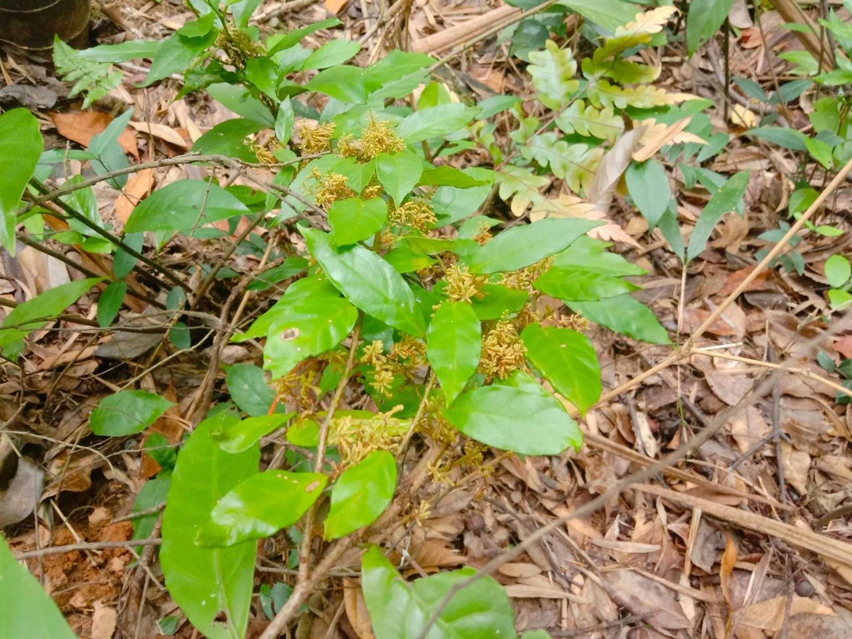 在鄱阳湖发现国家二级保护野生植物浙江蘡薁的林业专家