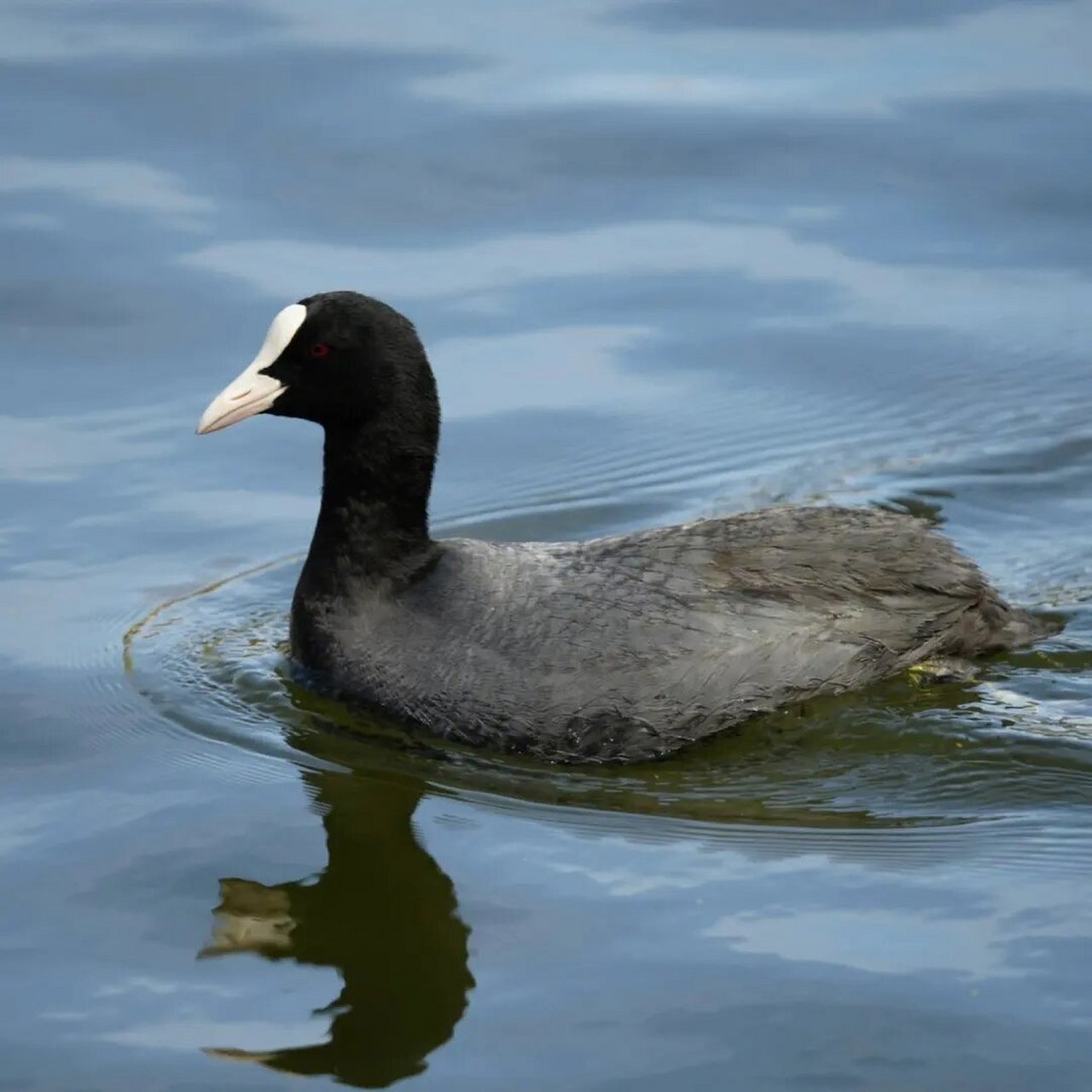 阴暗的骨顶鸡 白骨顶鸡(学名:fulica atra)属鹤形目秧鸡科的鸟类.