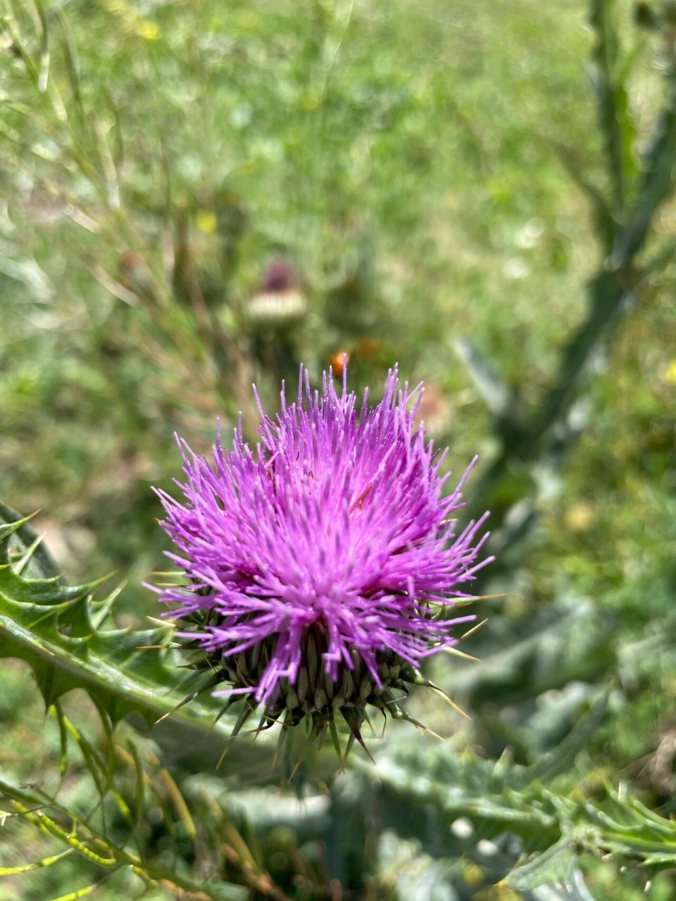 为菊科飞廉属植物飞廉或藏飞廉.