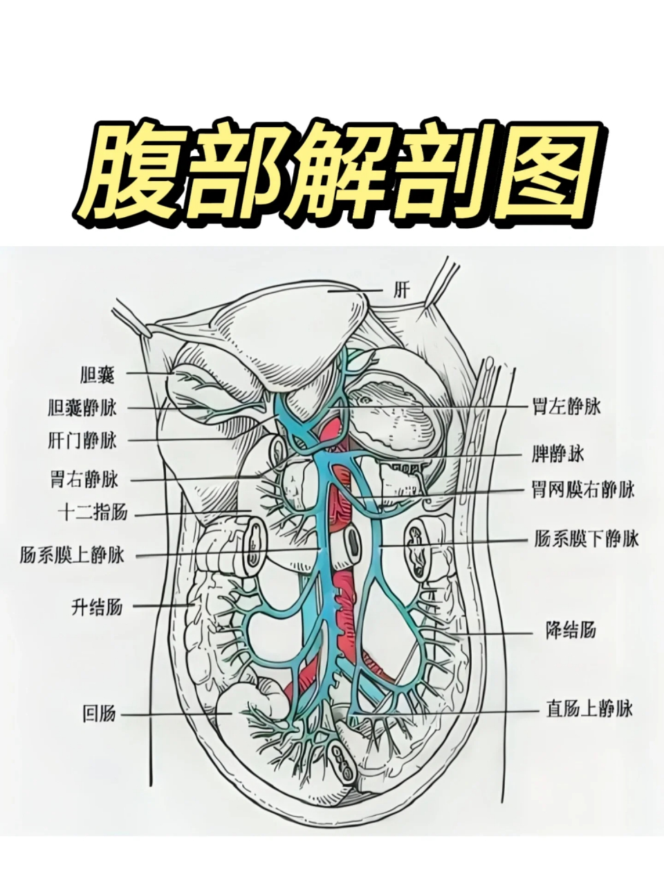 解剖图腹部图片