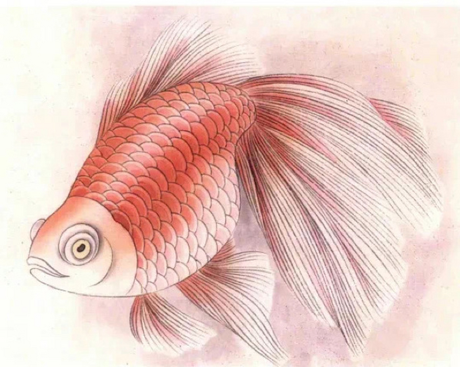 工笔画《红金鱼》染色绘画步骤教程 步骤一:用淡墨勾线.