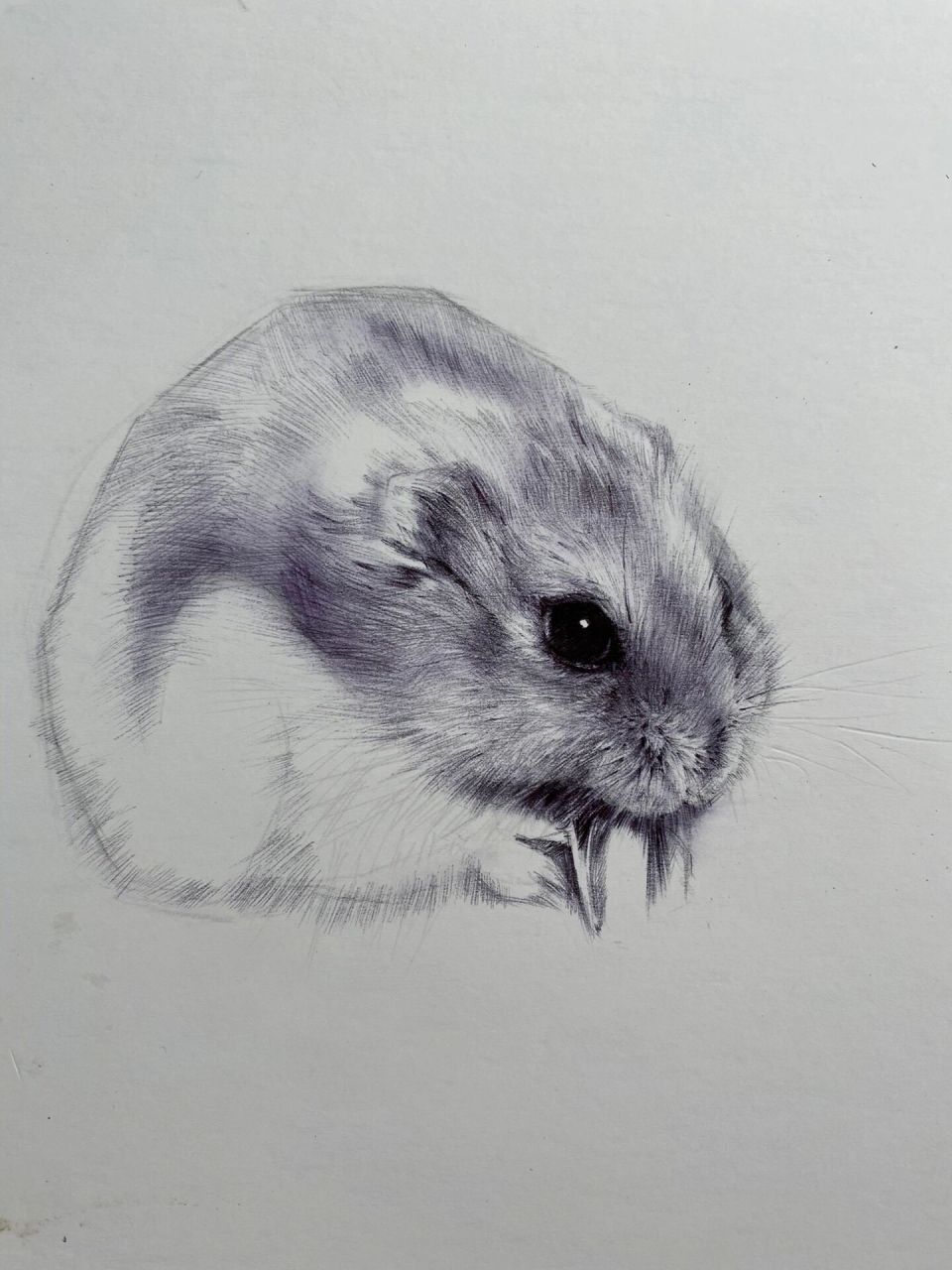 动物素描-仓鼠 及一些作画步骤