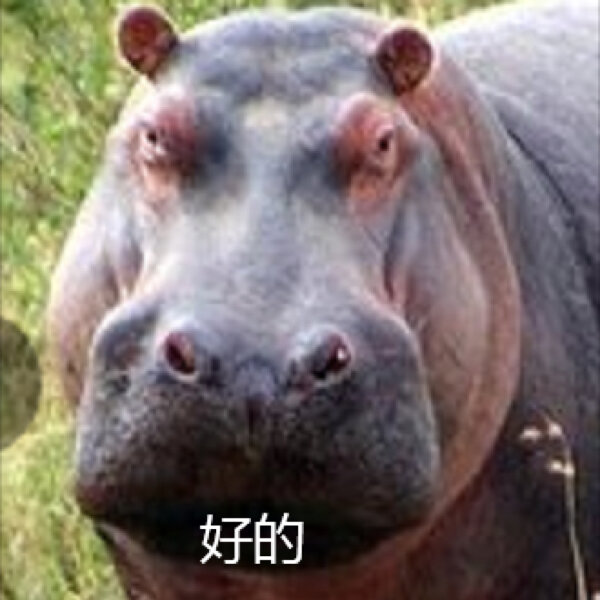 表情包河马 vs 动物园河马