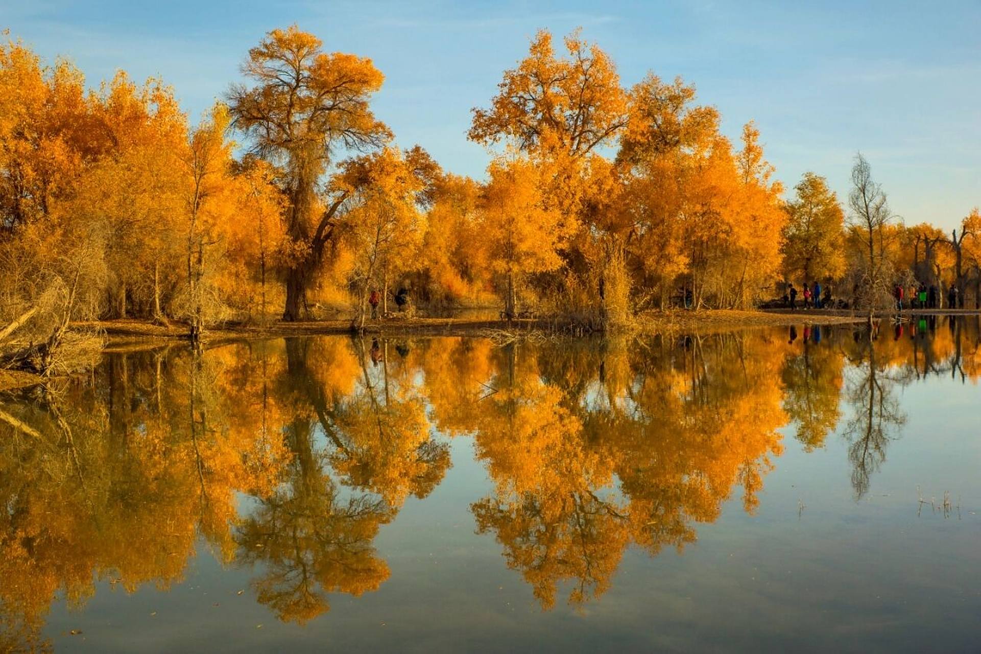 喀什泽普金胡杨丨带你领略不一样的秋日限定 世界上的胡杨绝大部分