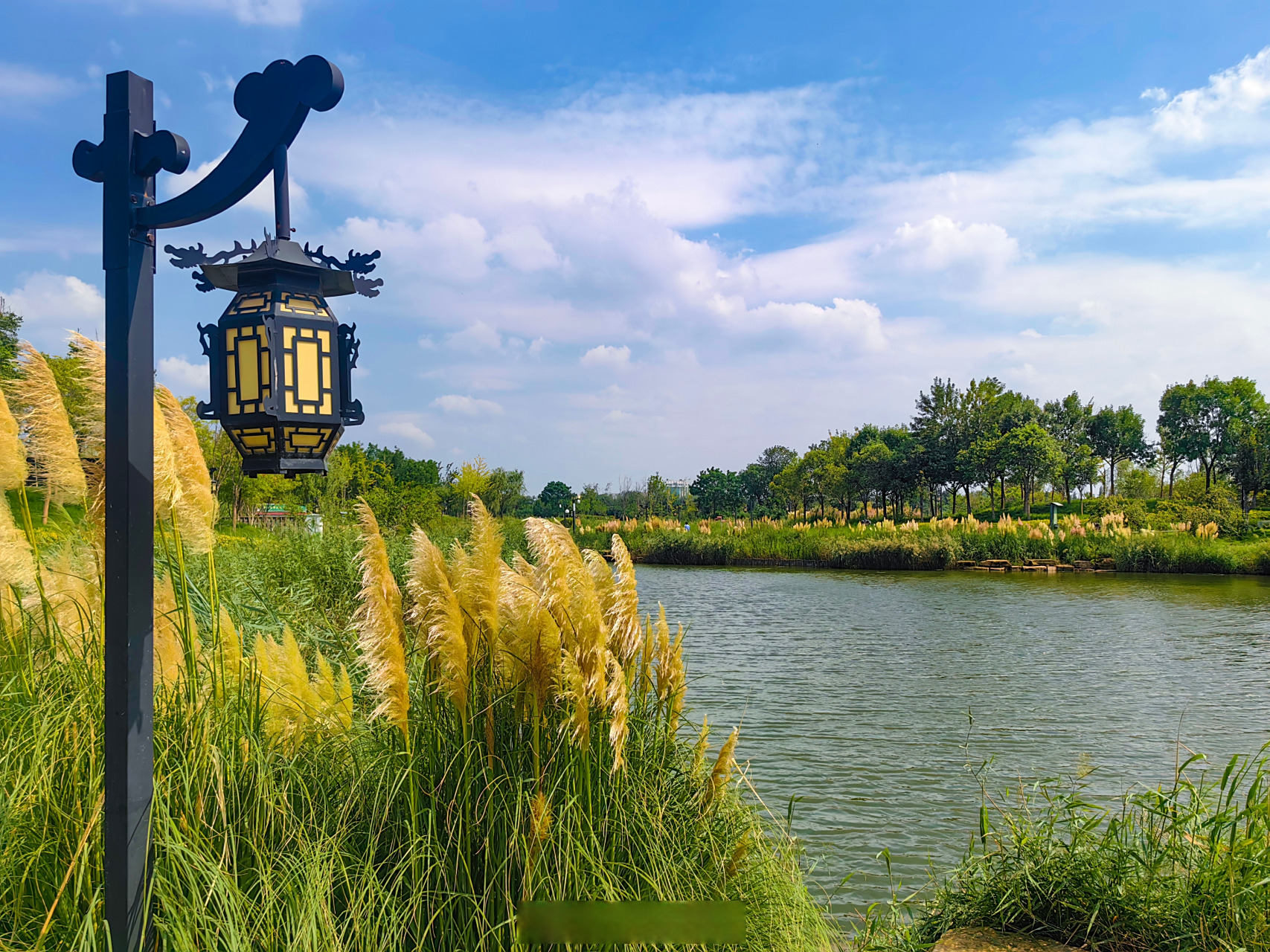 8月28日,西北湖湿地公园新长出芦苇,在蓝天白云映衬下更显诗意.