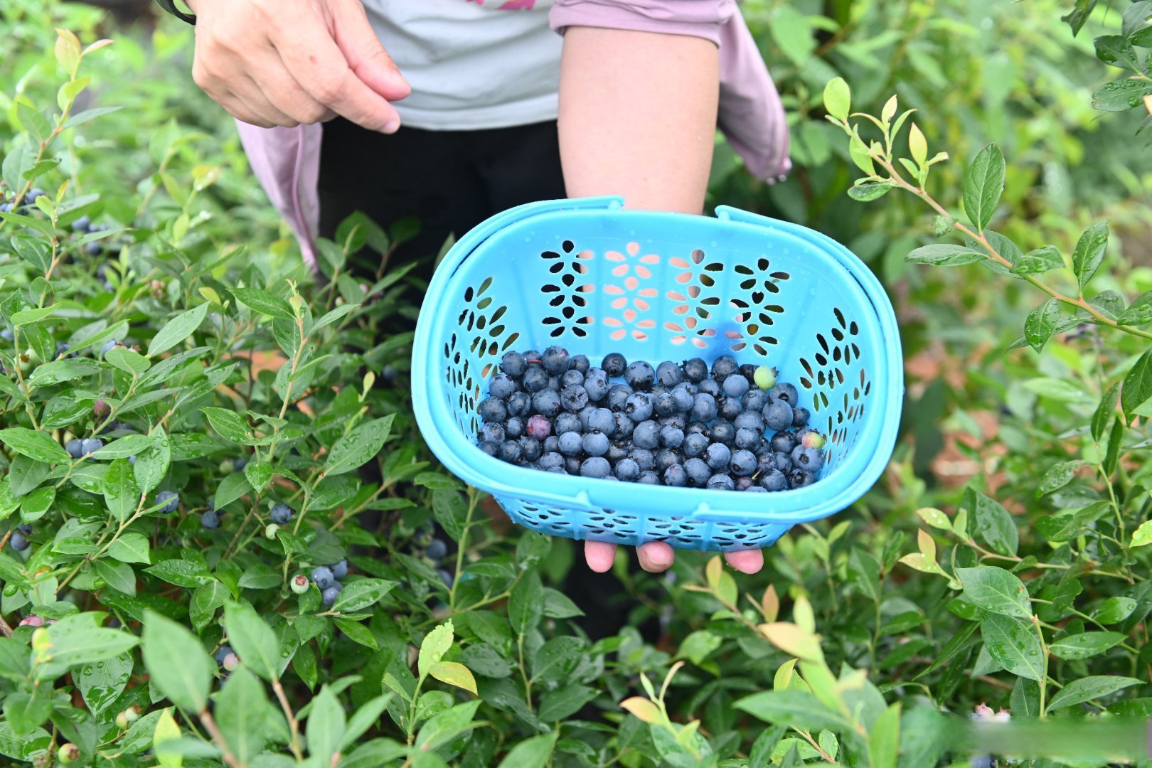 2024年长沙市望城区茶亭镇第二届果蔬采摘季来了紫红