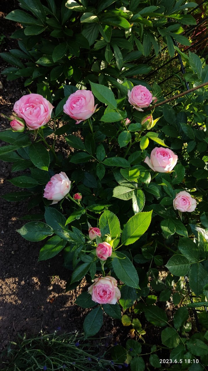 航行月季～远航月季～航程月季～ 如今德国这天气,说这批次是春花吧