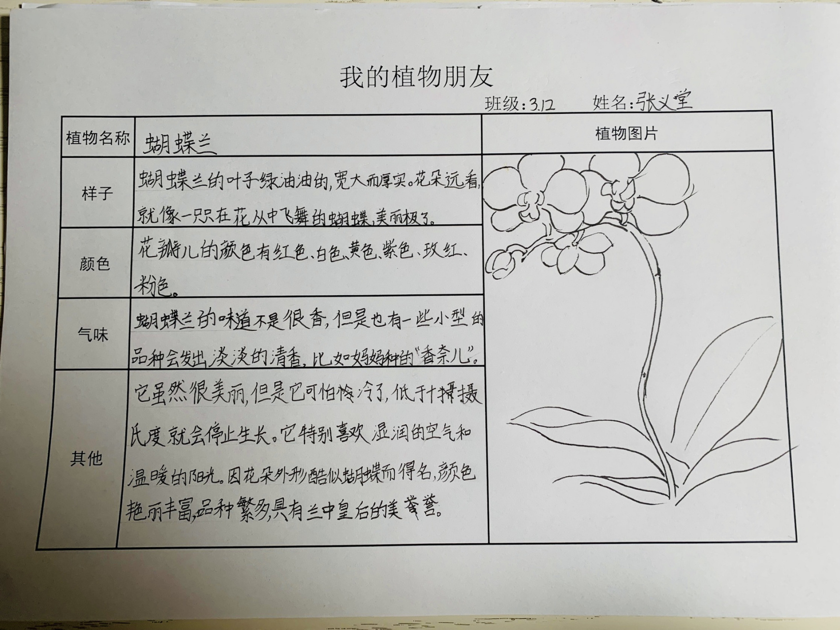 我的植物朋友——蝴蝶兰 孩子的语文课挺有意思的.