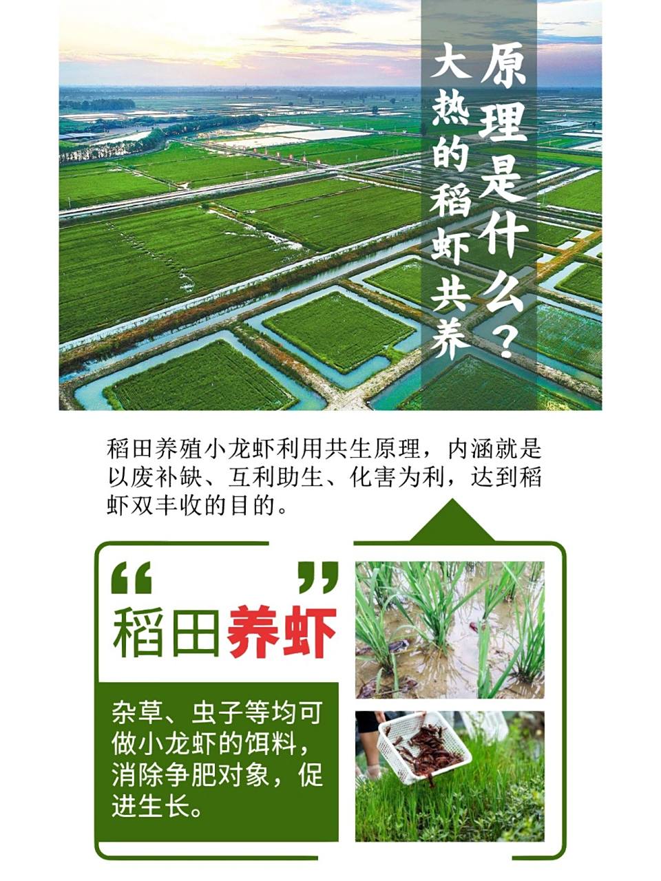大热的稻虾共养原理是什么71  稻田养殖小龙虾利用共生原理,内涵就