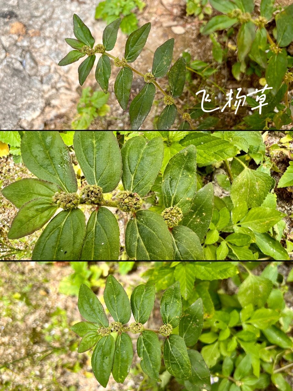 飞鹏草药图片图片