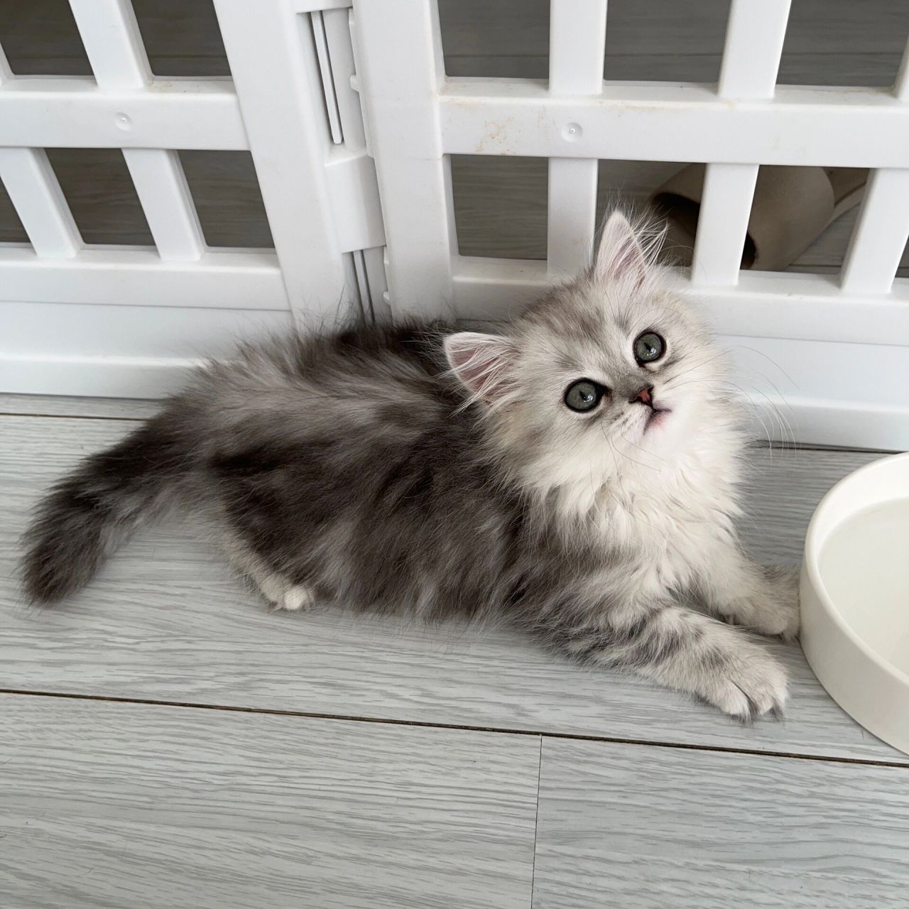 长毛银白高地猫 银白高地妹妹 长毛猫 两个半月的妹妹 甜美脸版 包