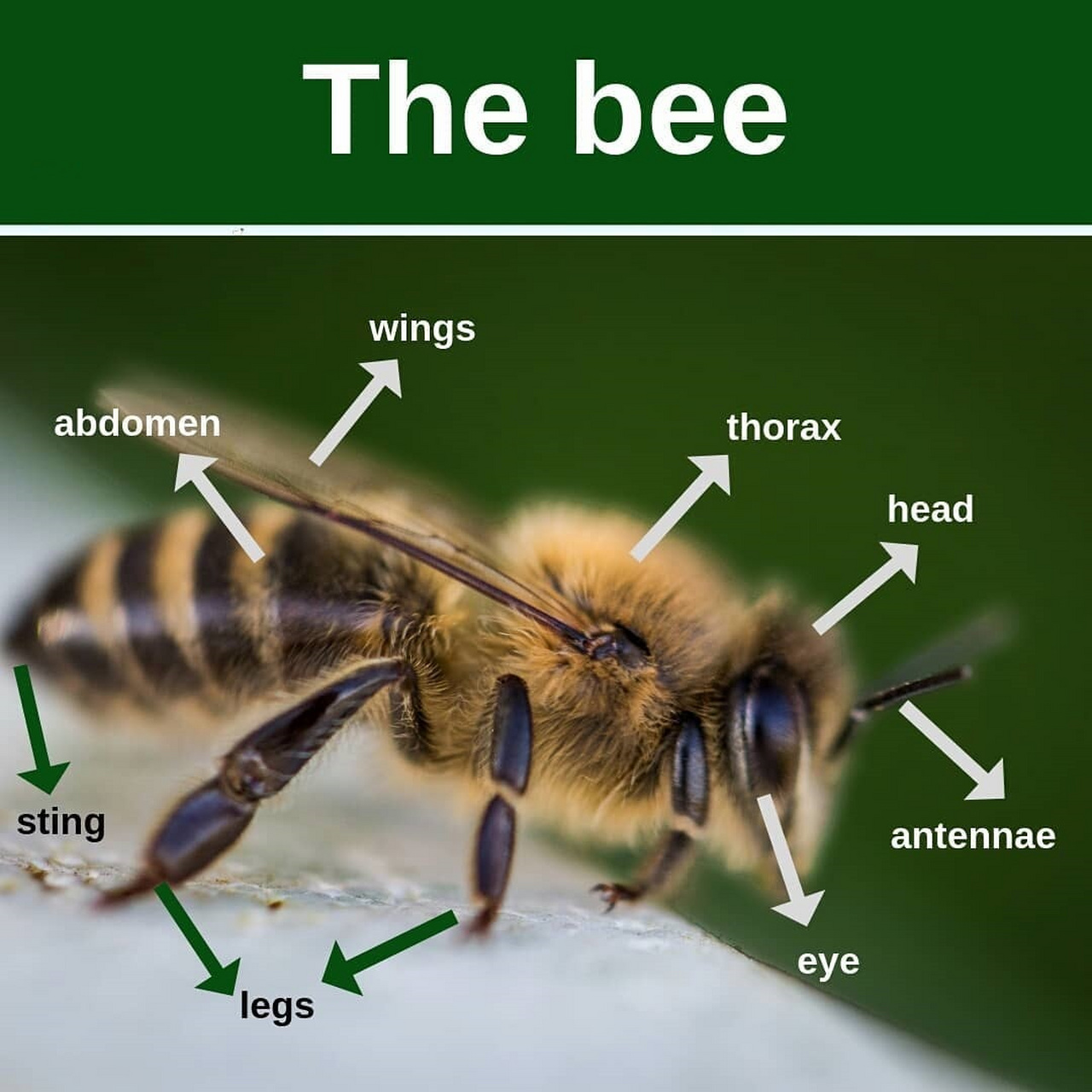 但今天不学五脏,学学蜜蜂的身体部位吧~给大家分享一张蜜蜂身体部位图