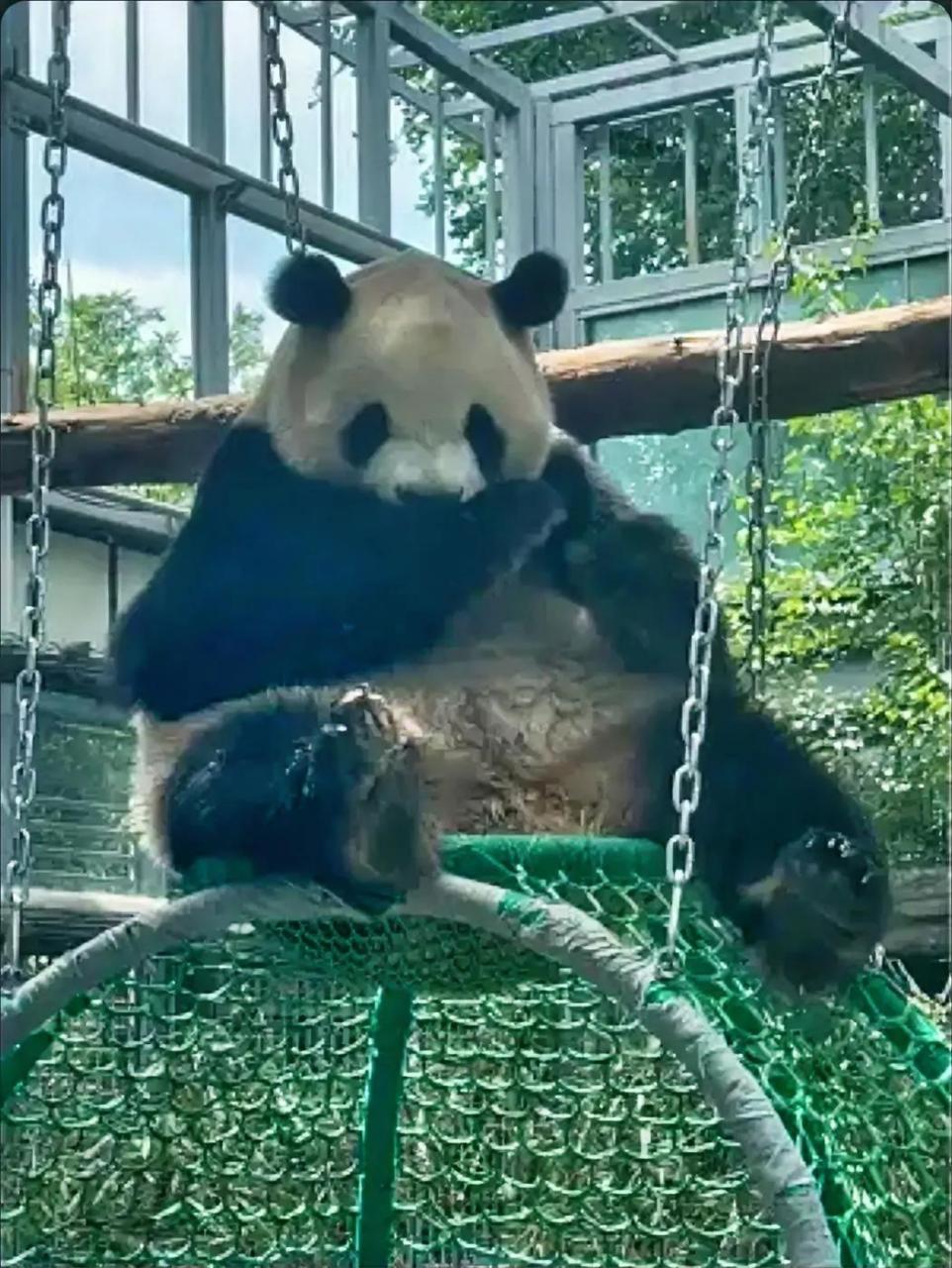 网友们说大熊猫胖大海,想学萌兰那些个萌化人的功夫,是要有天赋的