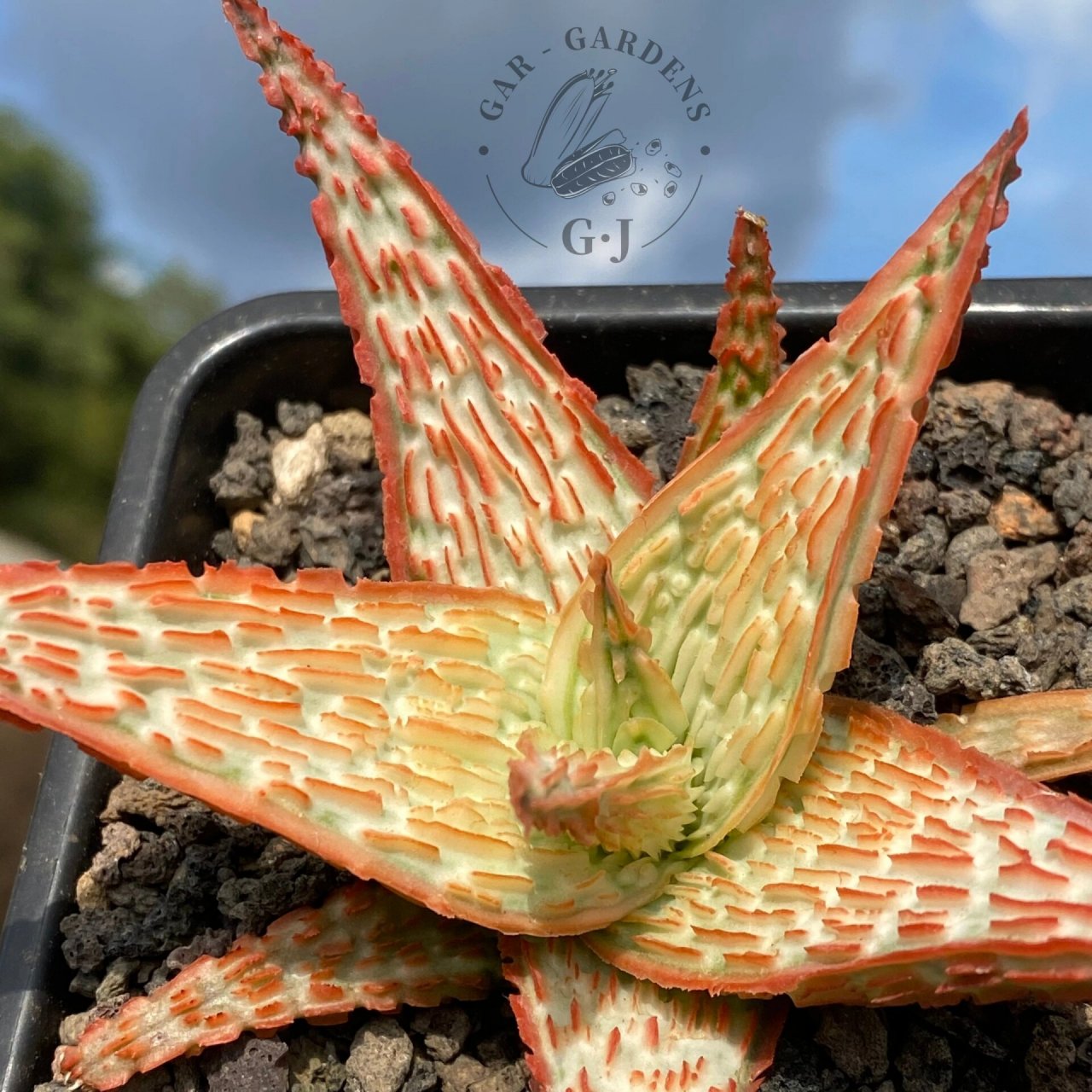 「沁园春61雪」芦荟|多肉植物 郭郭的芦荟杂交选育 雪肌橙红色渐变