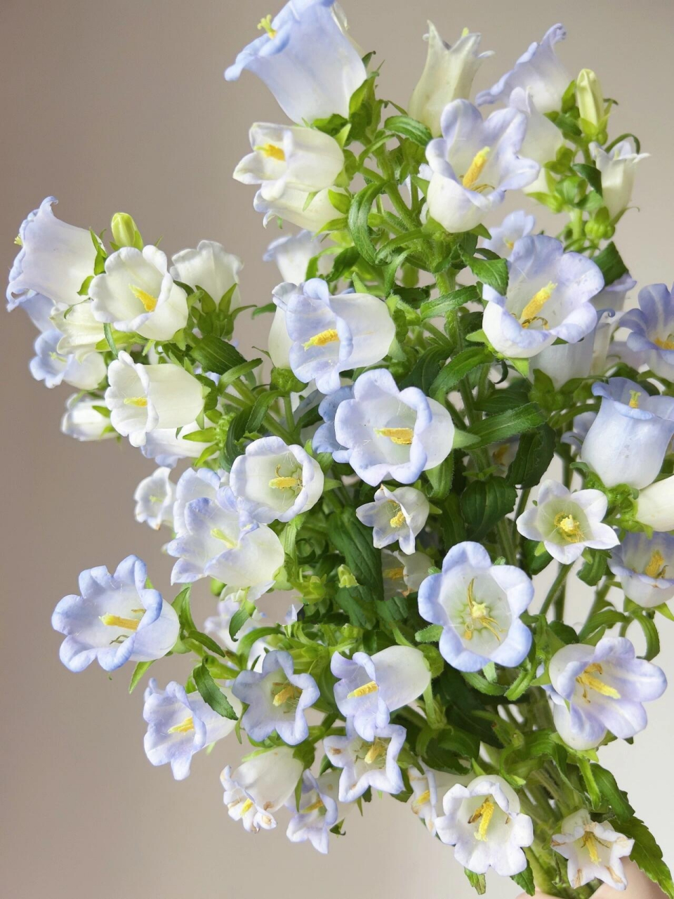 浅蓝色风铃花 这花莫名有种治愈感.