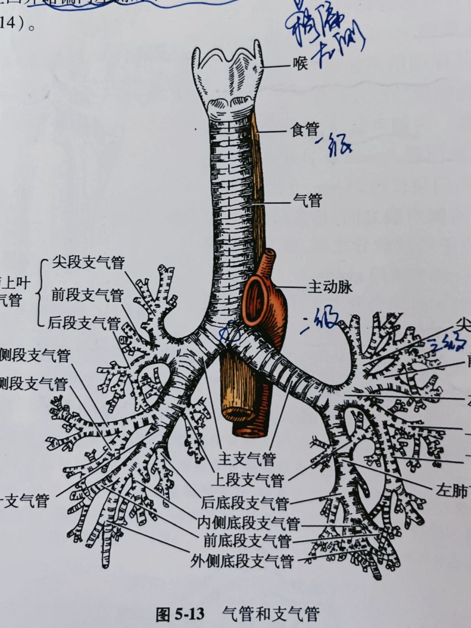 支气管解剖结构图图片