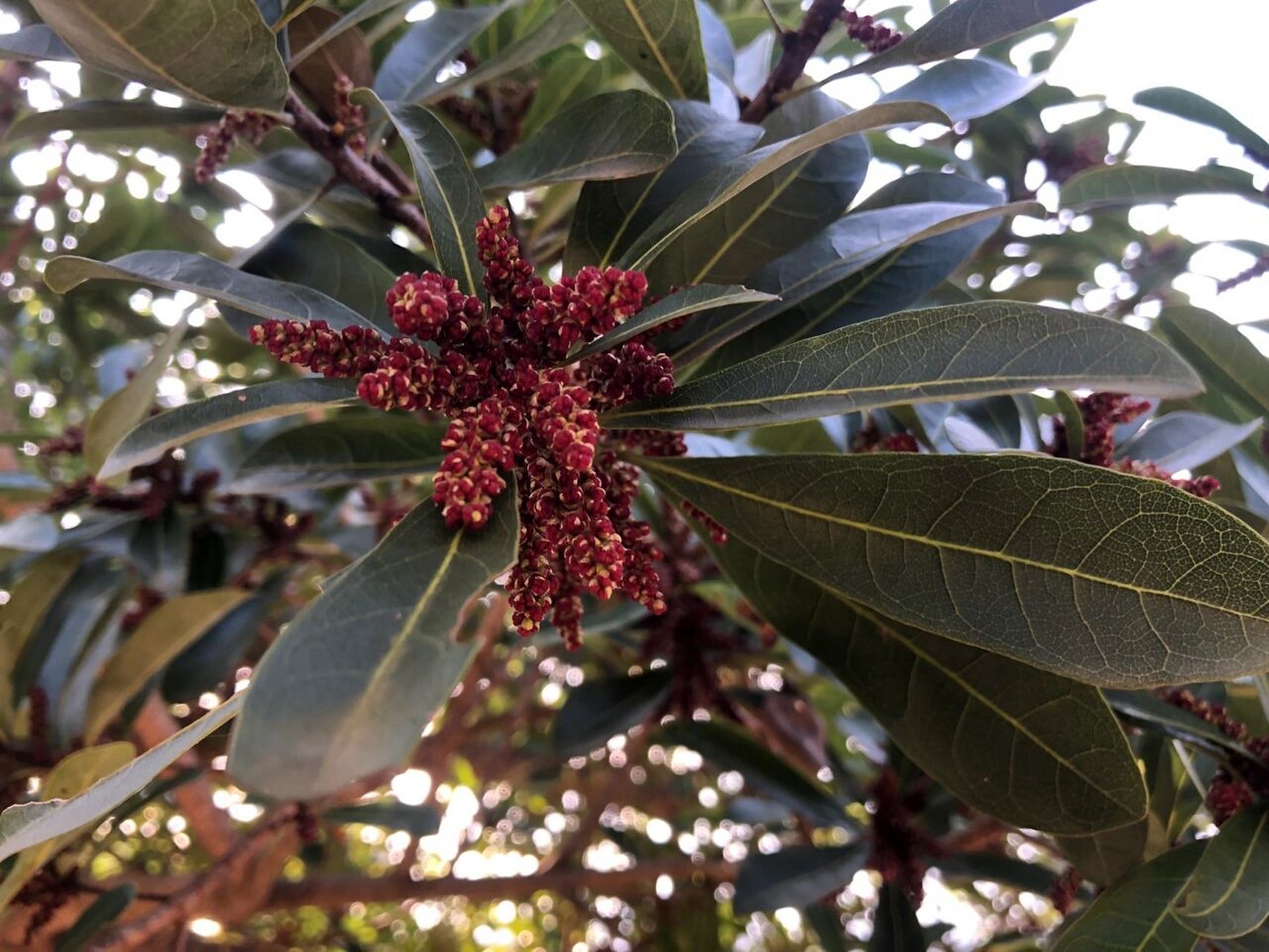 杨梅花雄花图片