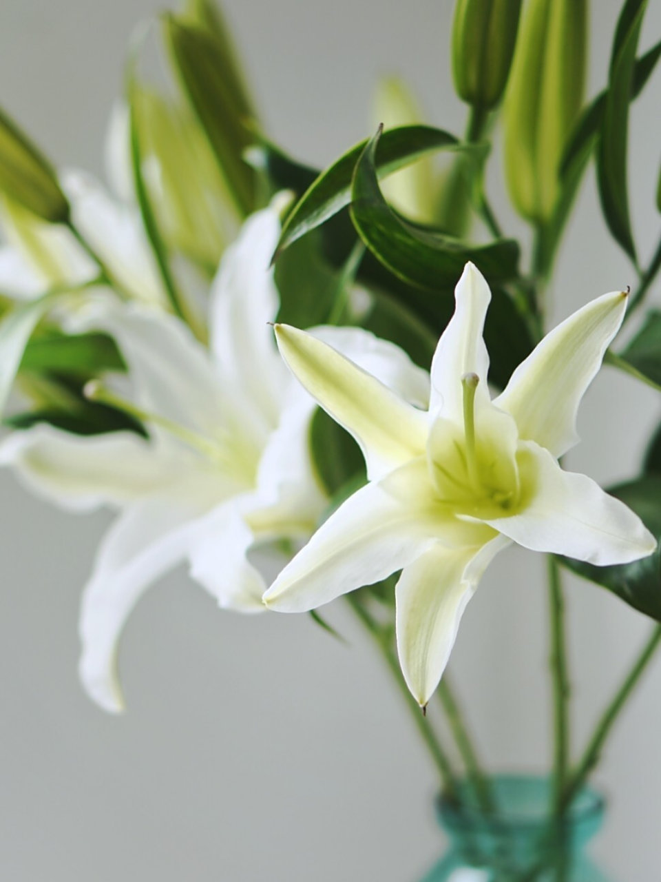 植花物语 |【西伯利亚百合】高雅的云裳仙子 西伯利亚百合原产于荷兰