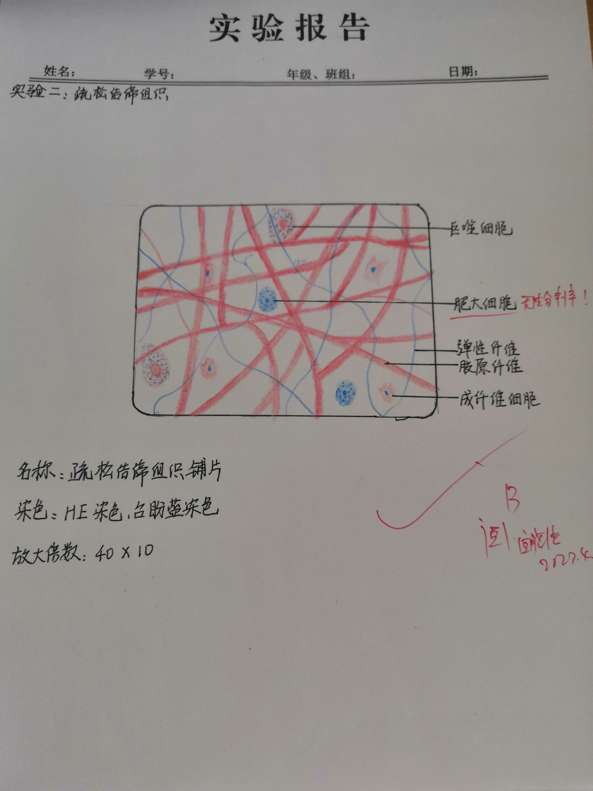 红蓝铅笔组胚绘图—疏松结缔组织