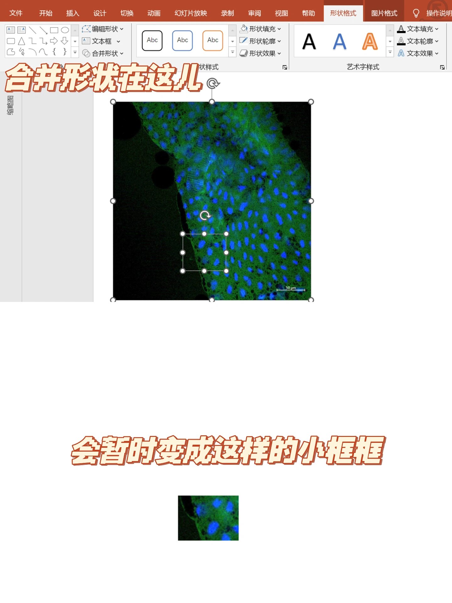 科研作图篇:用ppt做局部放大图