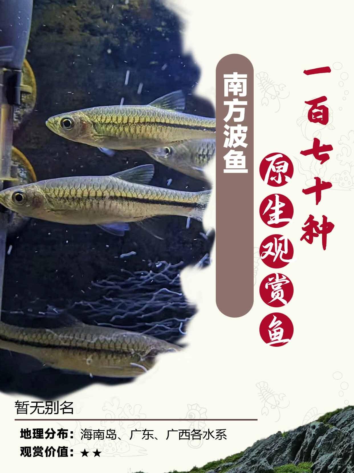 淡水观赏鱼排行榜图片