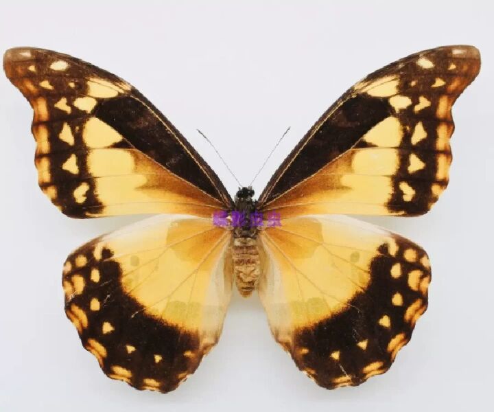 闪蝶) morpho cypris & morpho helena  这两种蝴蝶的颜色可以说可以