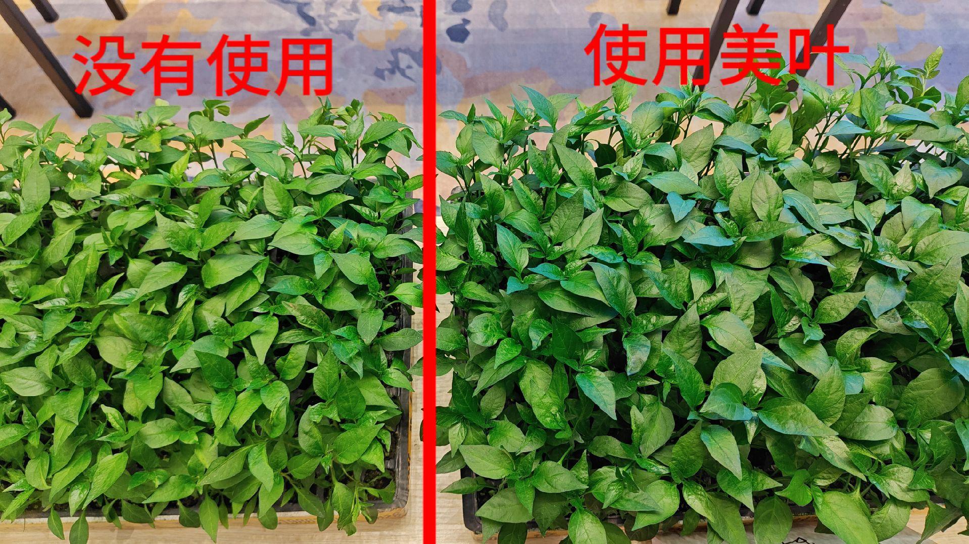 地腾是特种药肥,杀菌谱广,精甲霜灵与嘧菌酯复配对土壤中高低等真菌菌