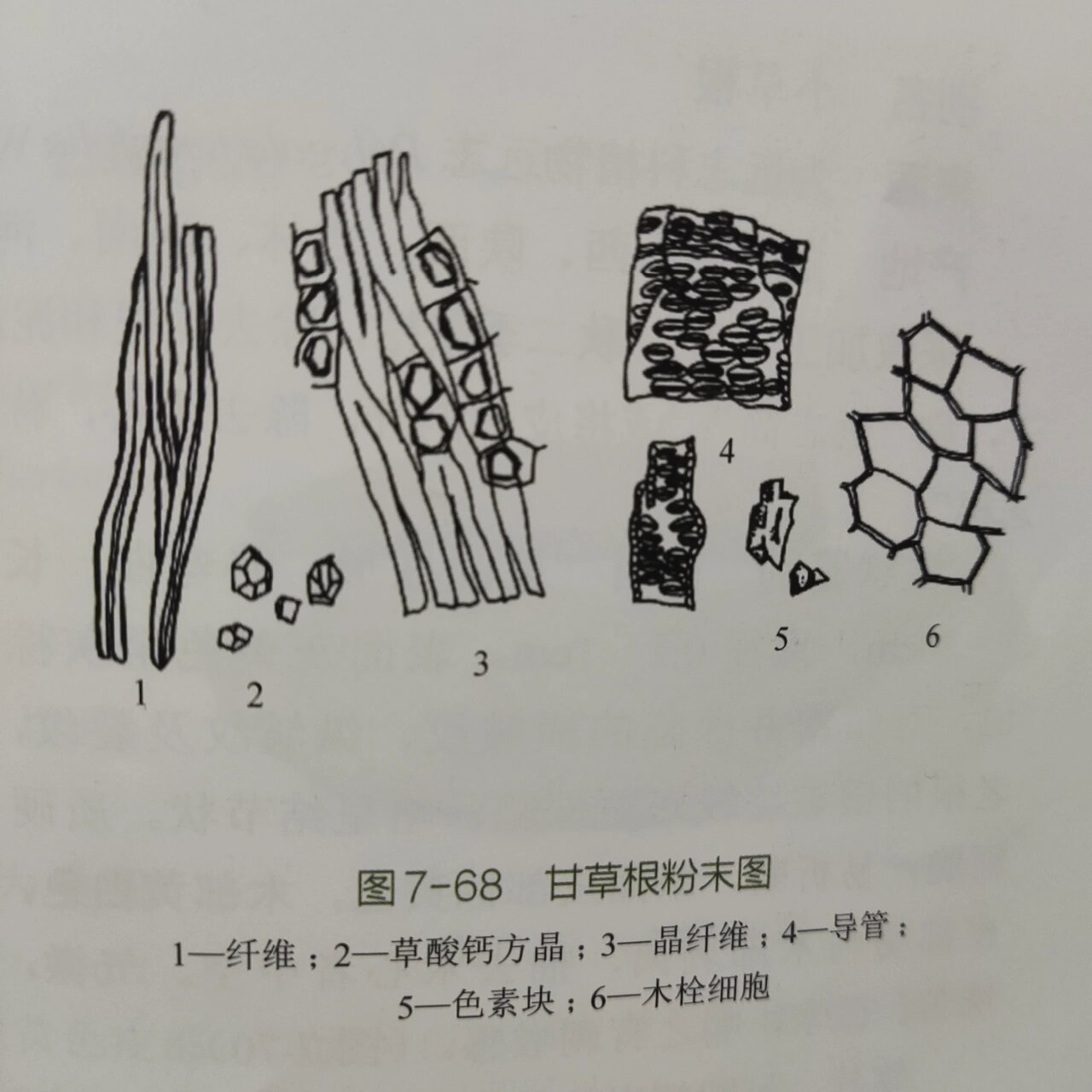 人参 甘草粉末鉴别特征 人参 淡黄白色,树脂道碎片易见,含黄色块状
