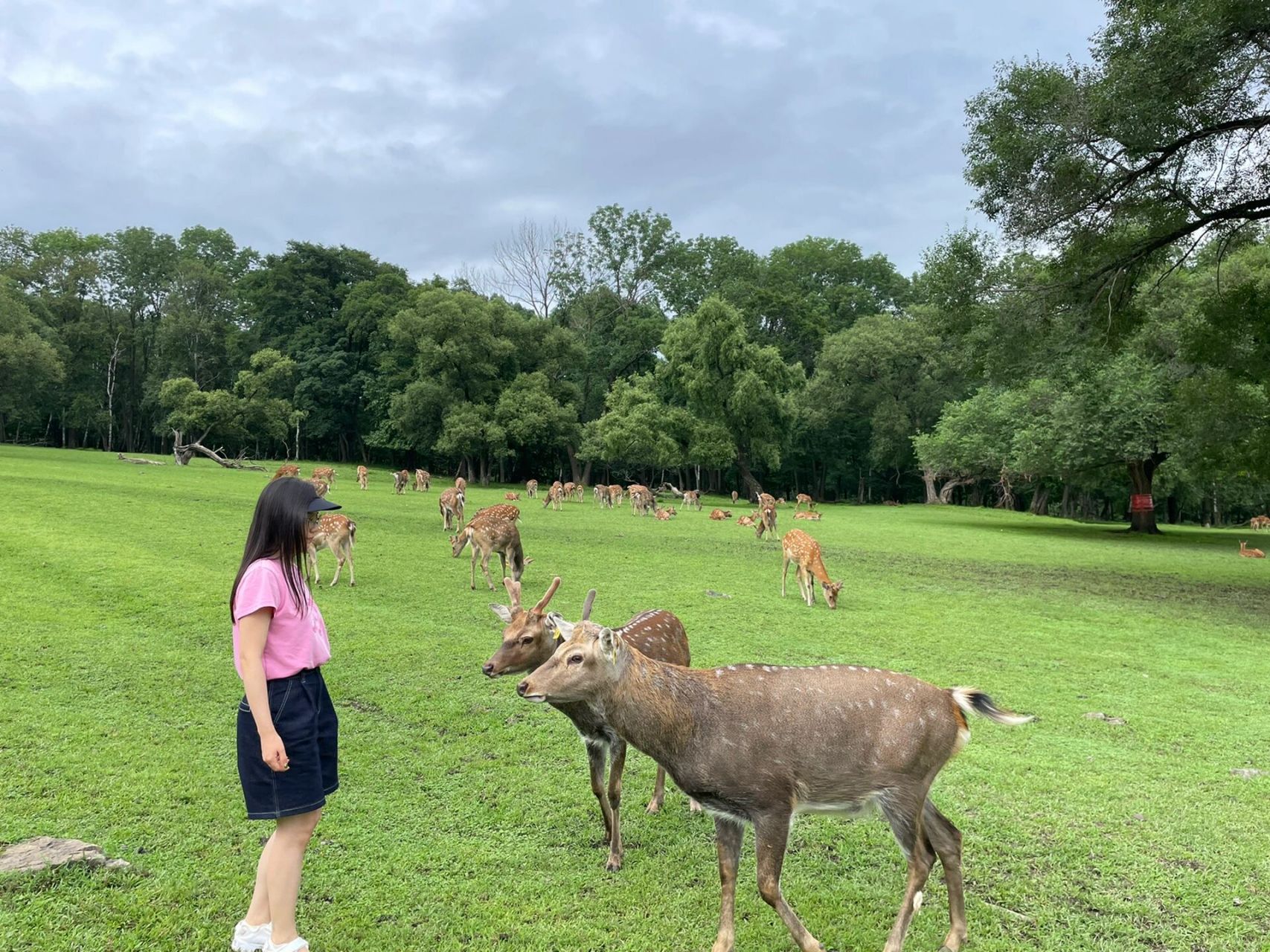 哈尔滨阿城平山皇家鹿苑 一共四站,第一站完全可以步行到,风景很美