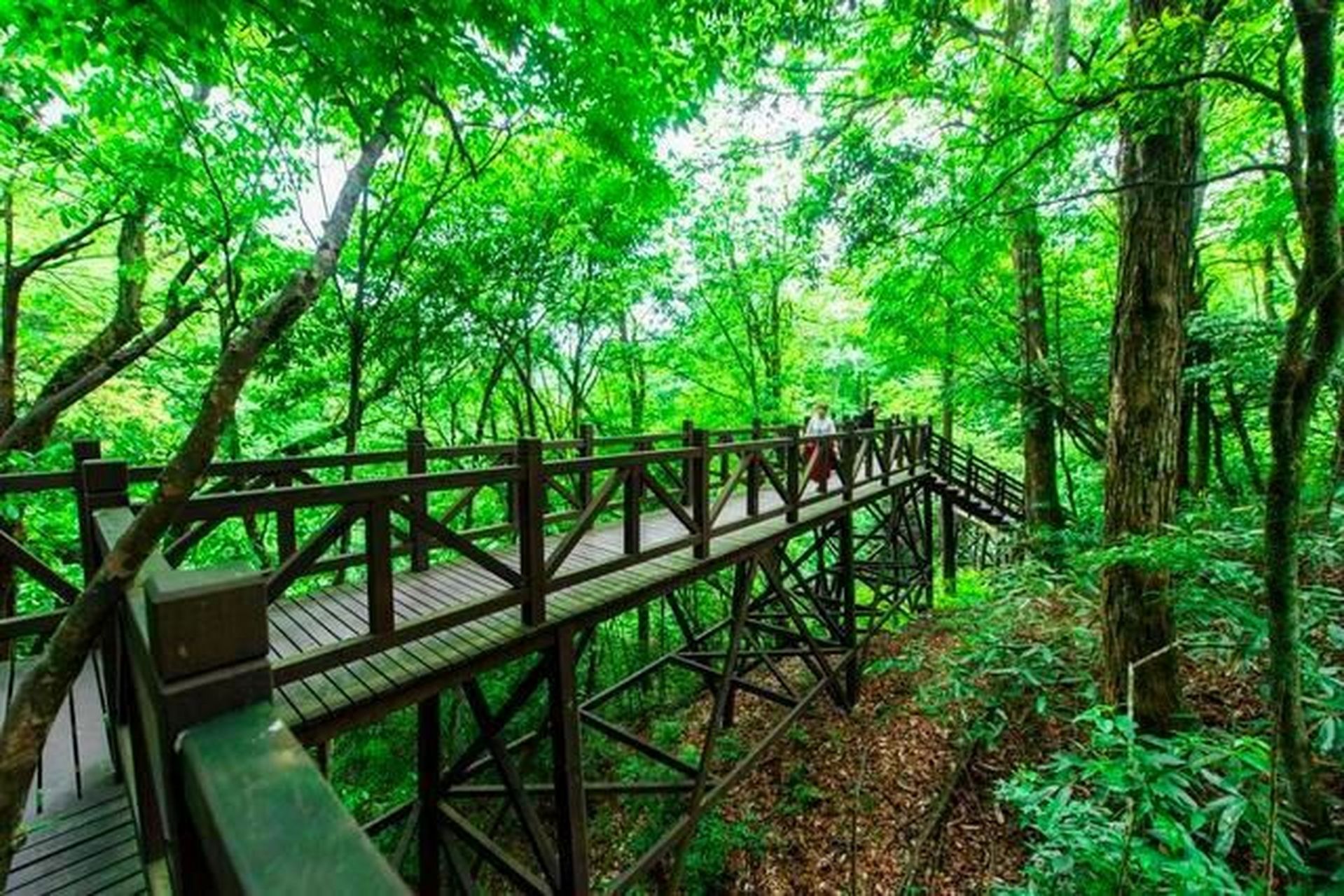 "天然氧吧"-恩施坪坝营国家森林公园景区 一:恩施坪坝营国家森林公园