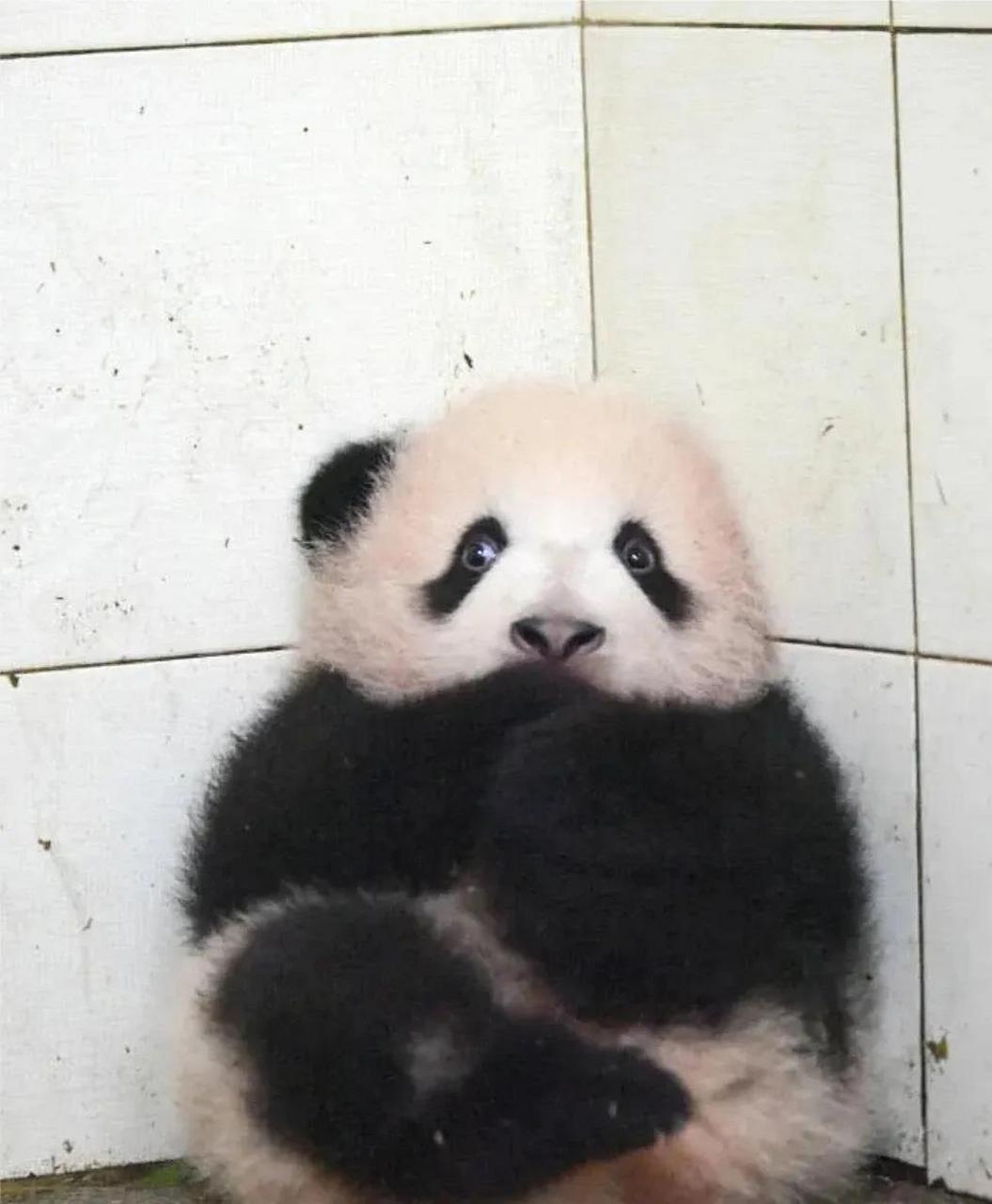 下图这只靠着墙揣着手,表情害怕又委屈地大熊猫宝宝,模样可爱得让人恨