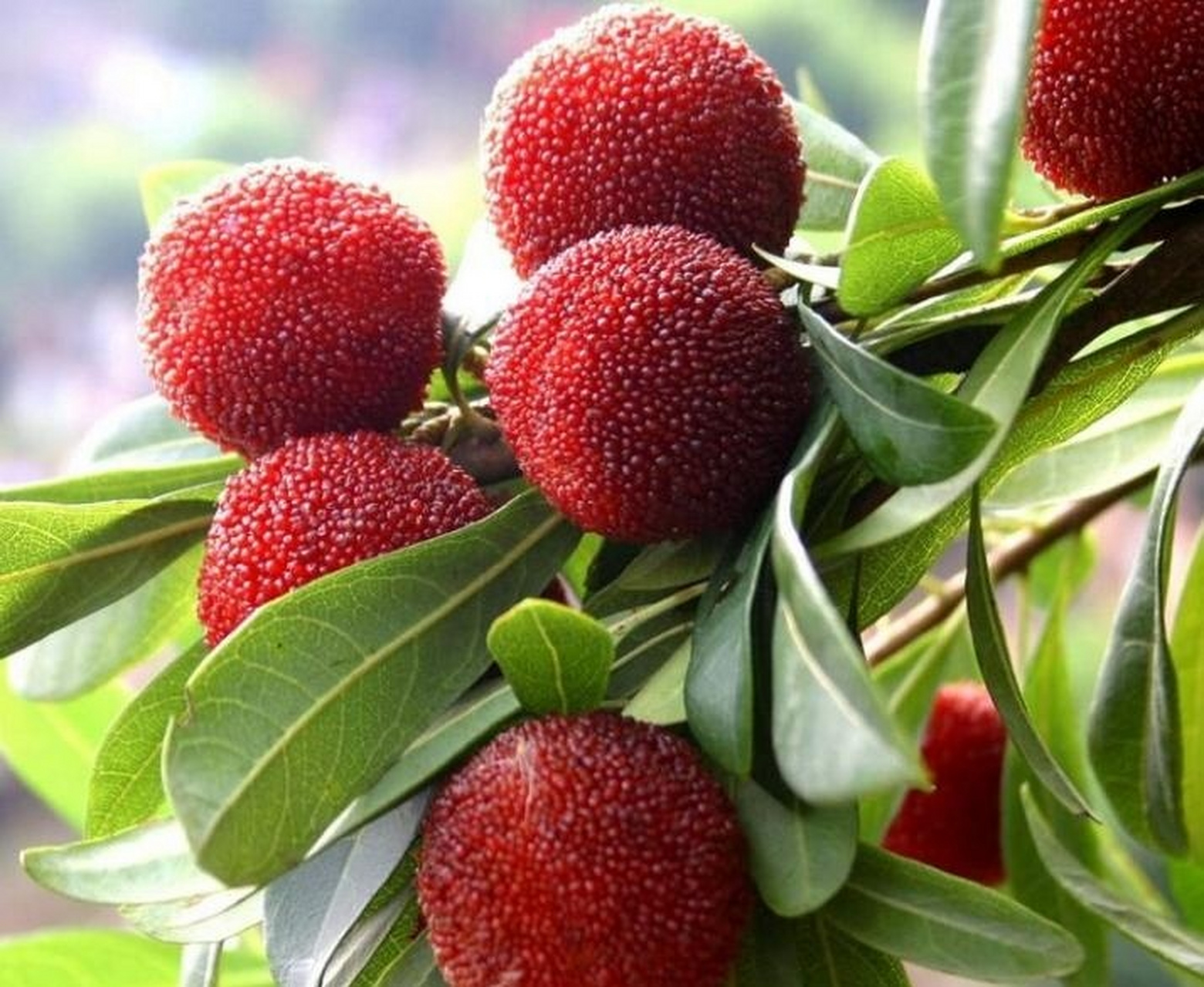 二都杨梅开采:昔日珍馐贡品如今垂手可得 又到杨梅上市季,等待整整