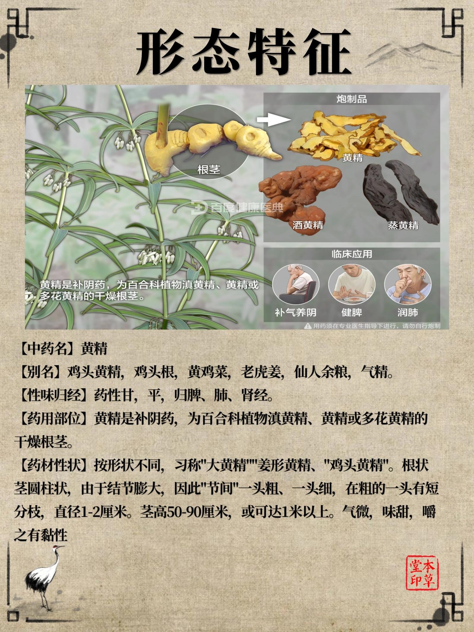 由于黄精具有一定的兴奋子宫平滑肌的作用,孕妇应禁止使用黄精或在