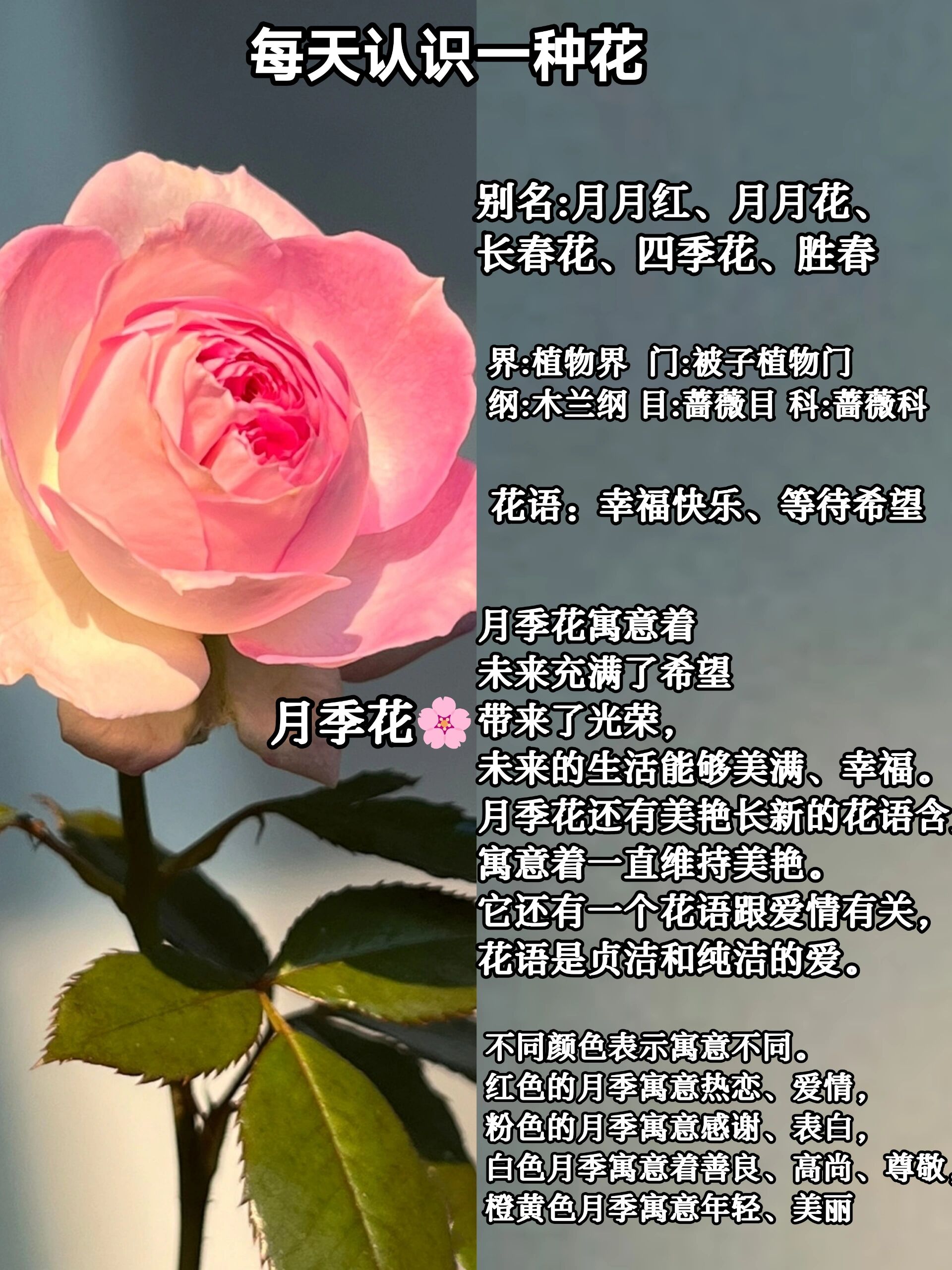 月季花寓意图片