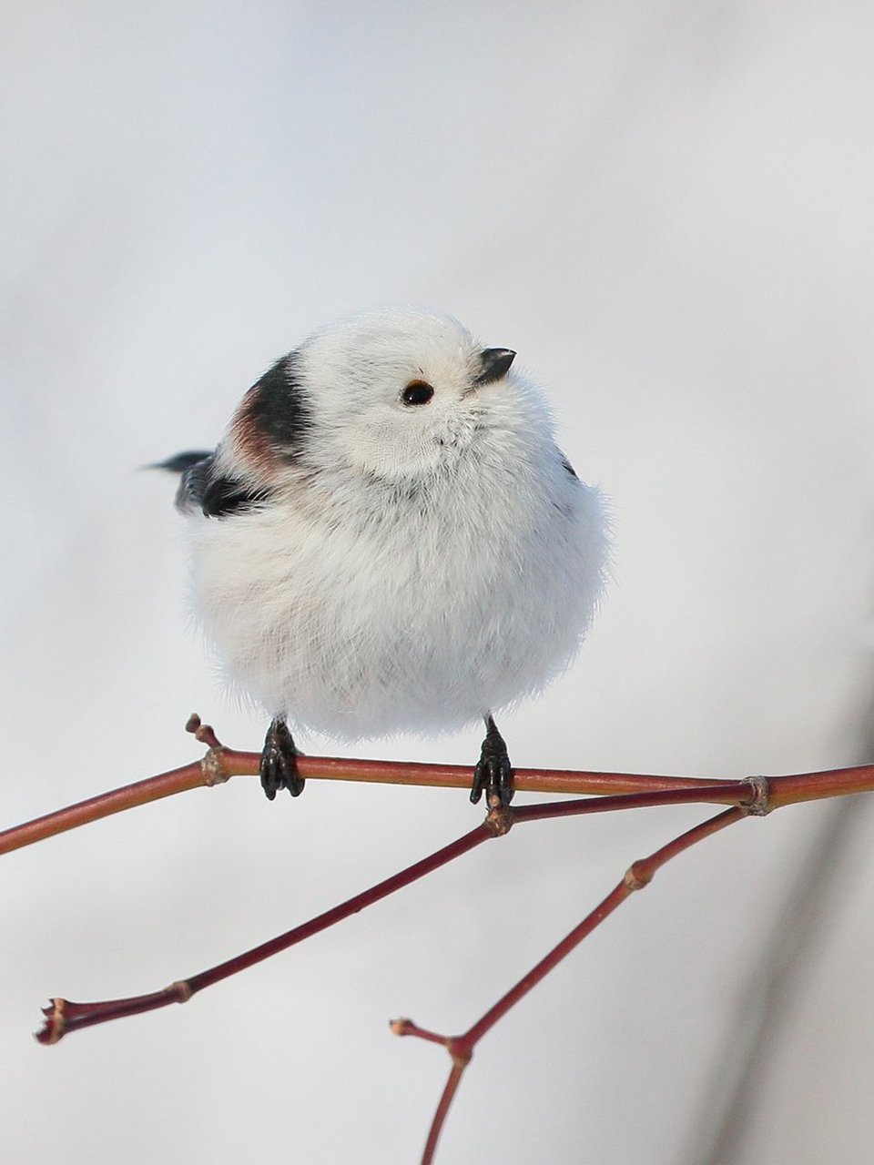 北长尾山雀真的是肥啾中的佼佼者