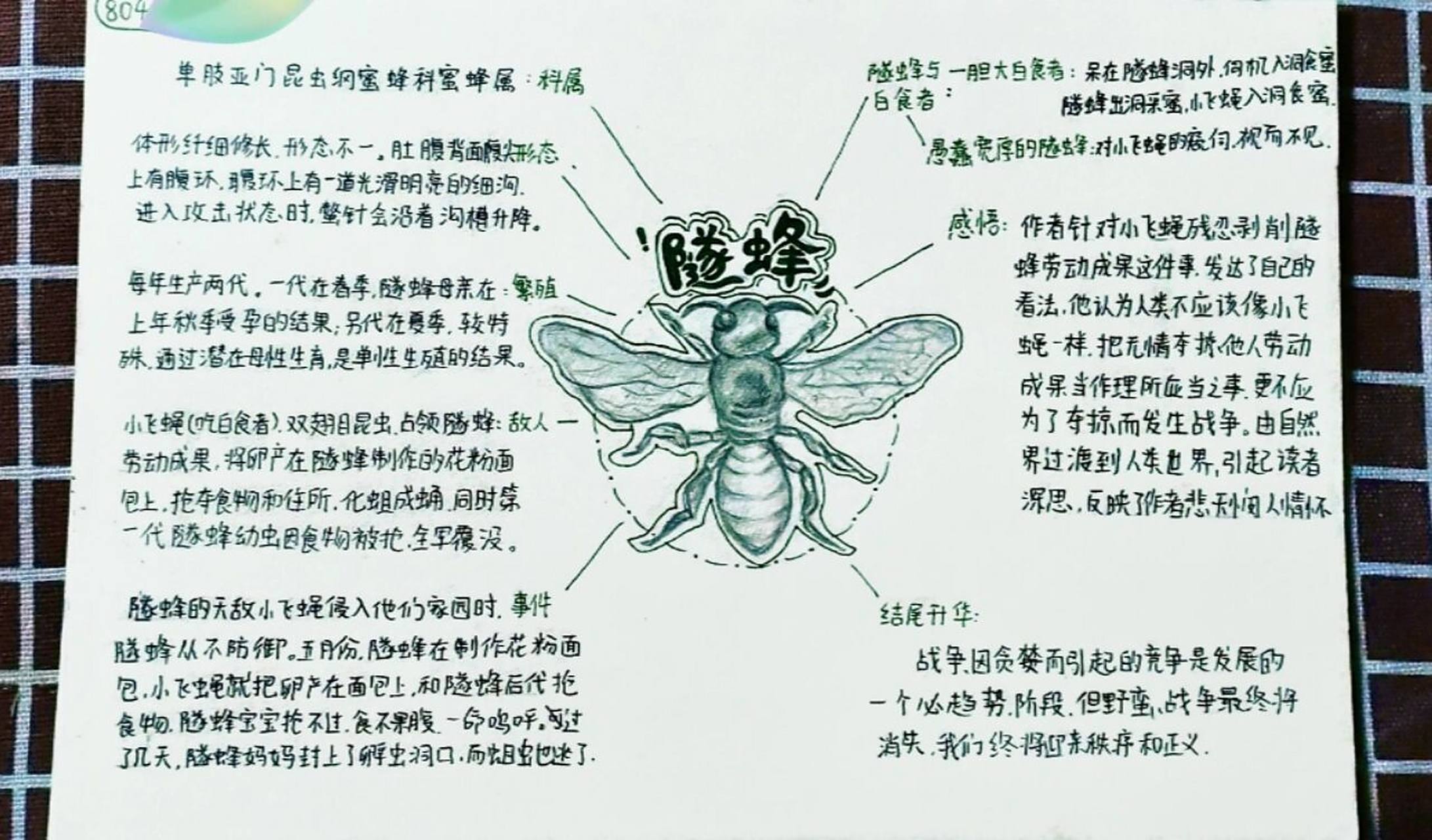 昆虫记思维导图隧蜂图片