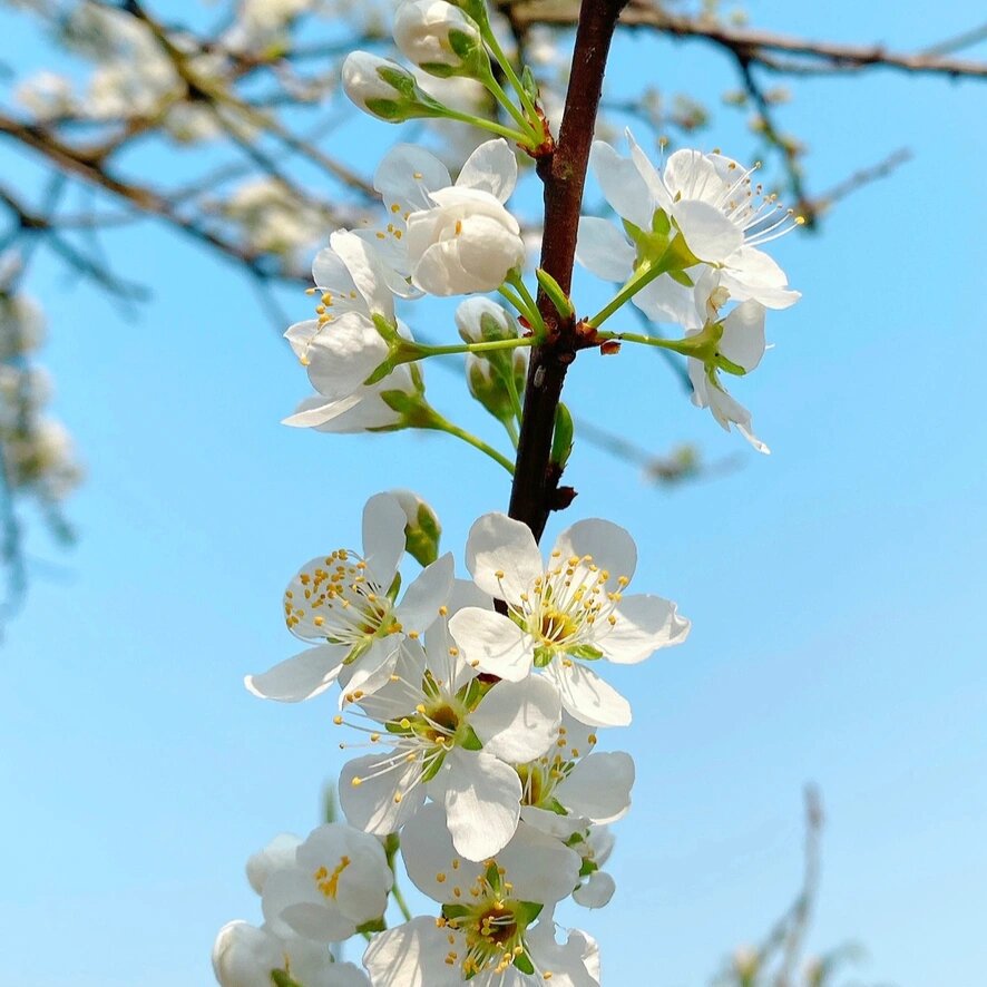 摄影练习 12 春日李花与梨花