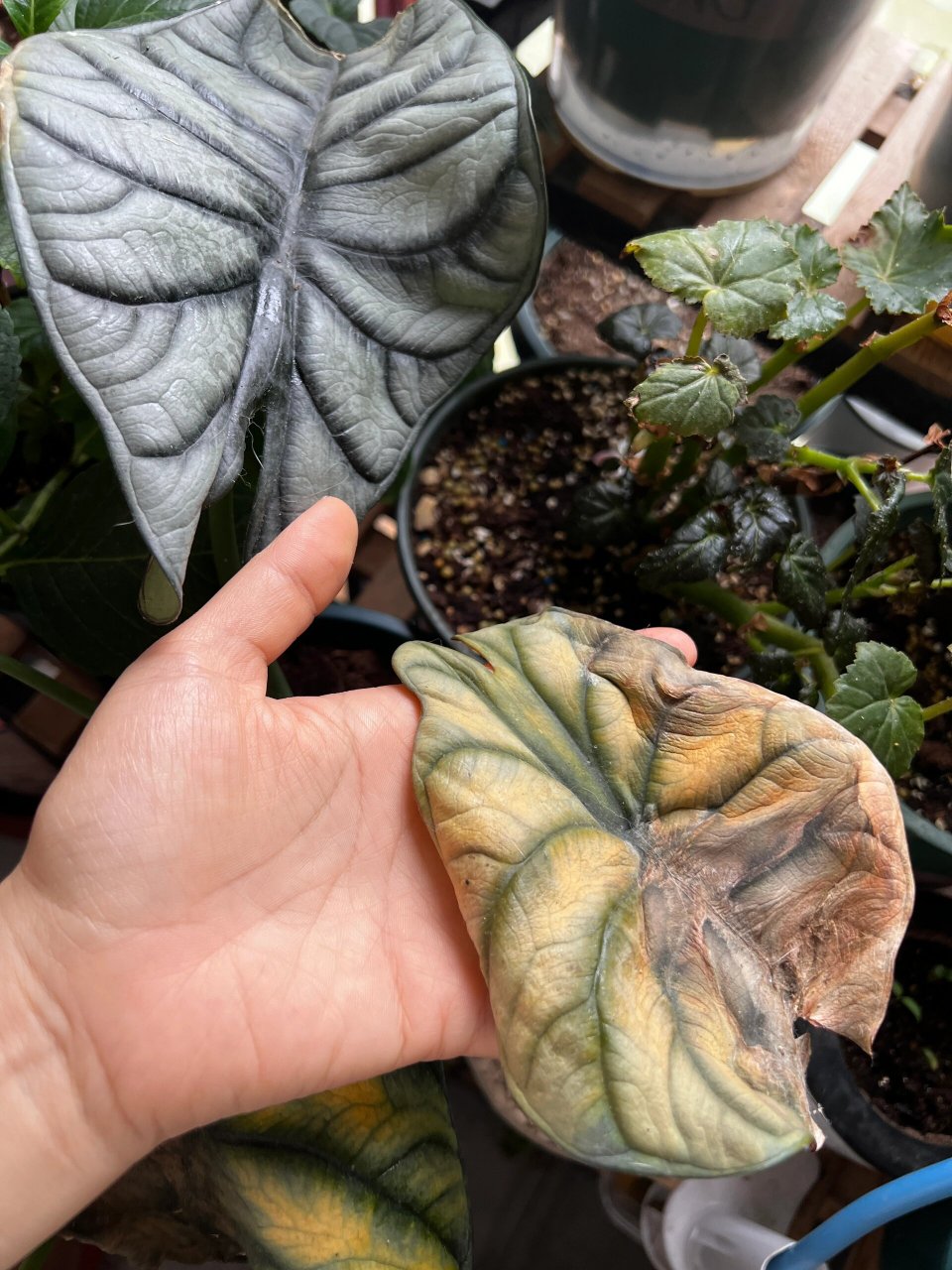 龙鳞海芋黄叶 我的龙鳞海芋是怎么了?