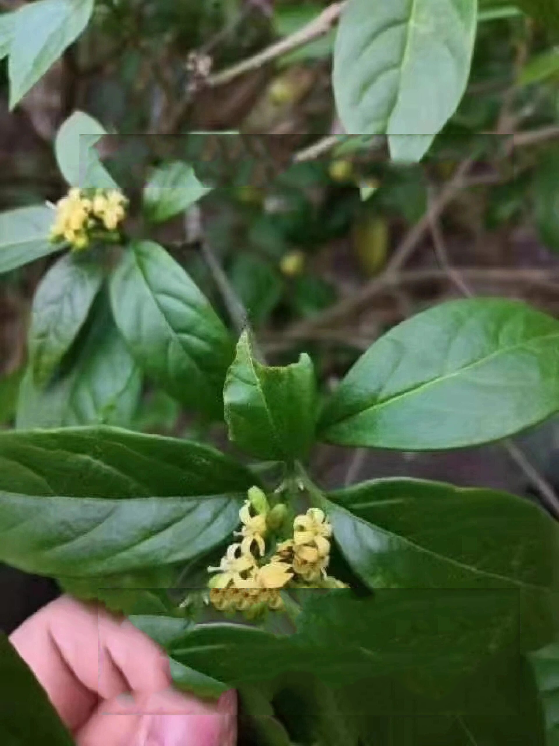 大量收购马比木树桩,别名臭树