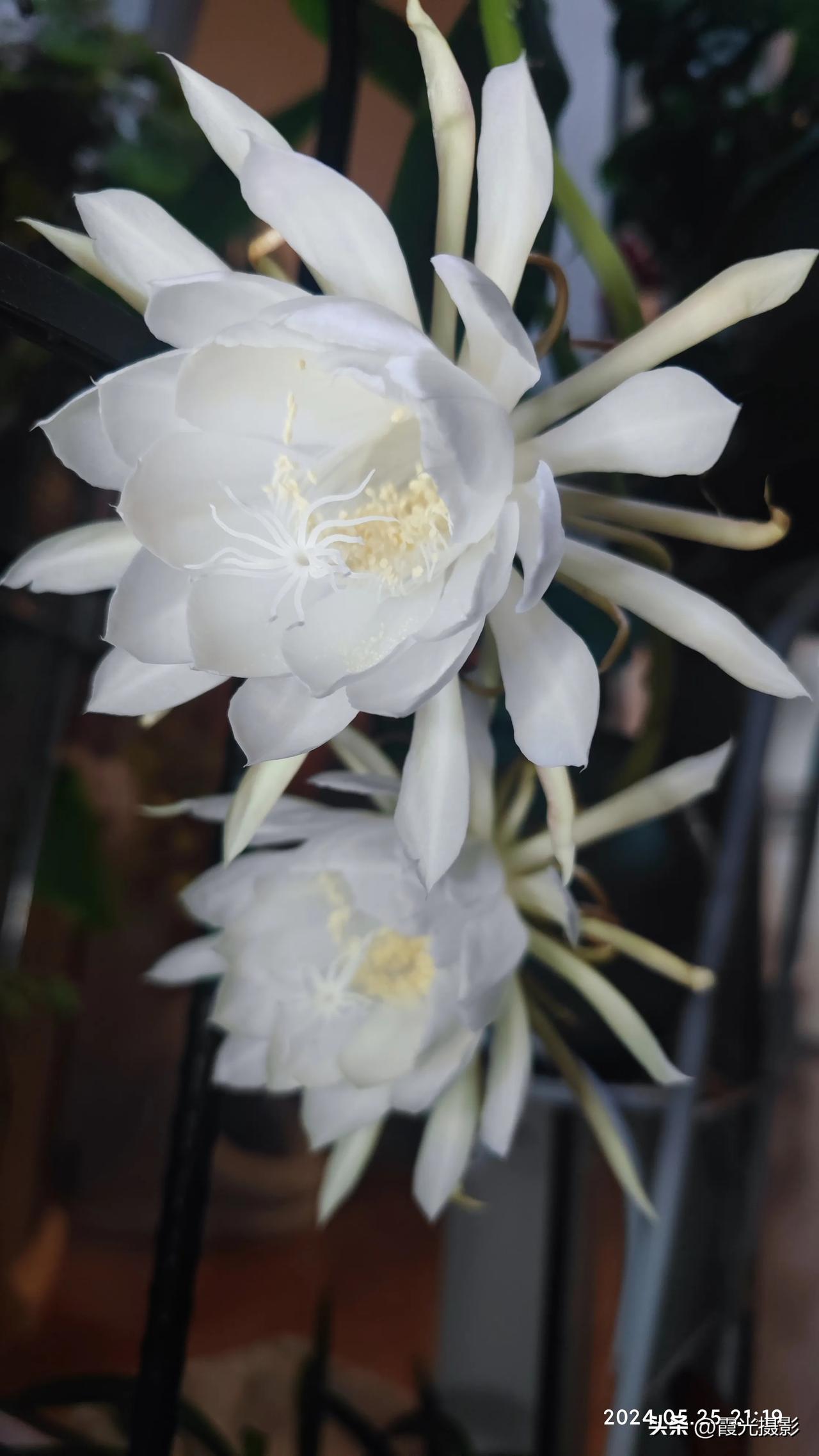 记录夏日的花花草草昙花一现 开放的昙花,从晚上8点初开,到现在还没有