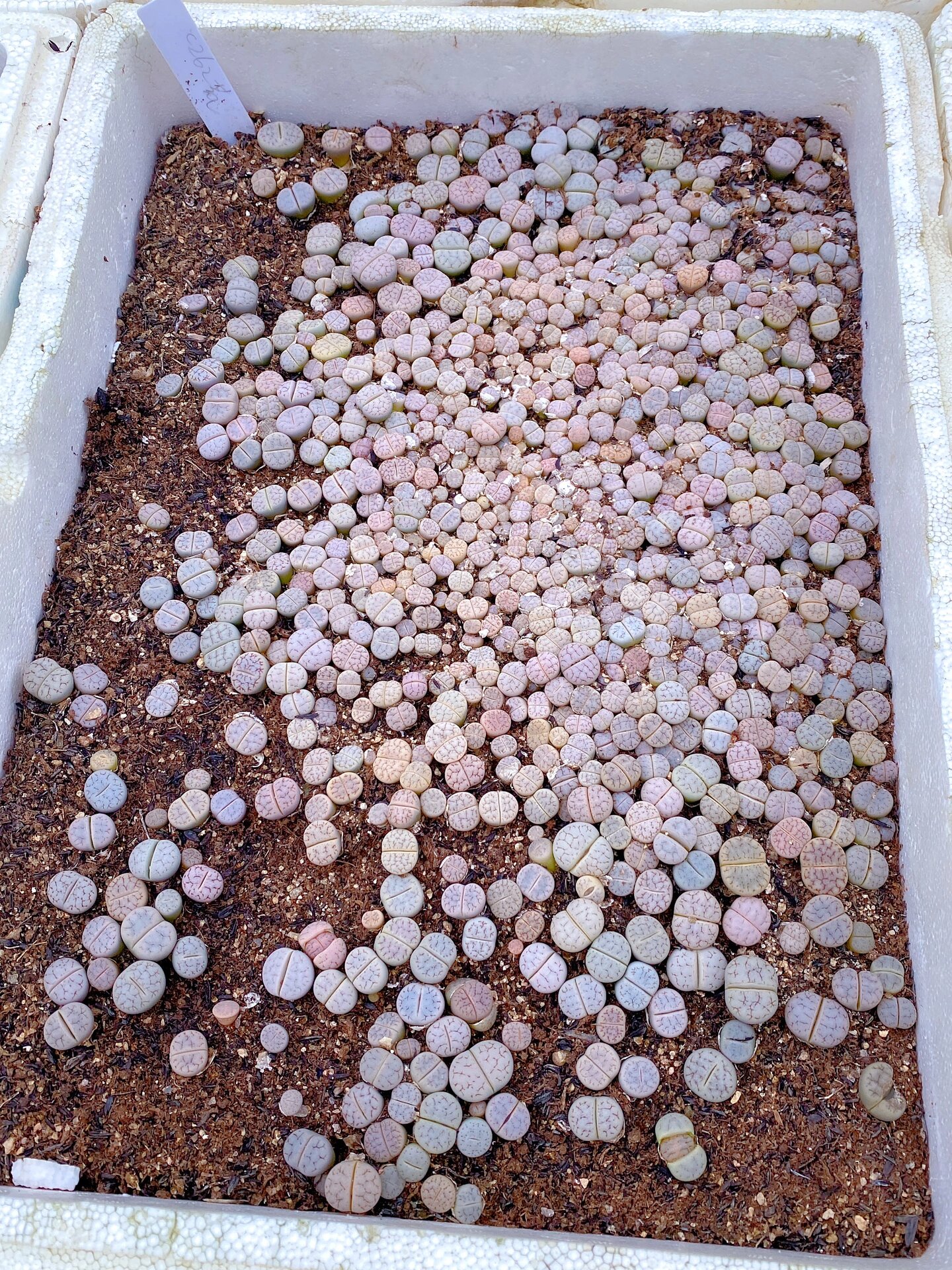 生石花基地批发 量大价优 黄巴黎 红大内  捷克宝石 菊化石 荒c262 荒